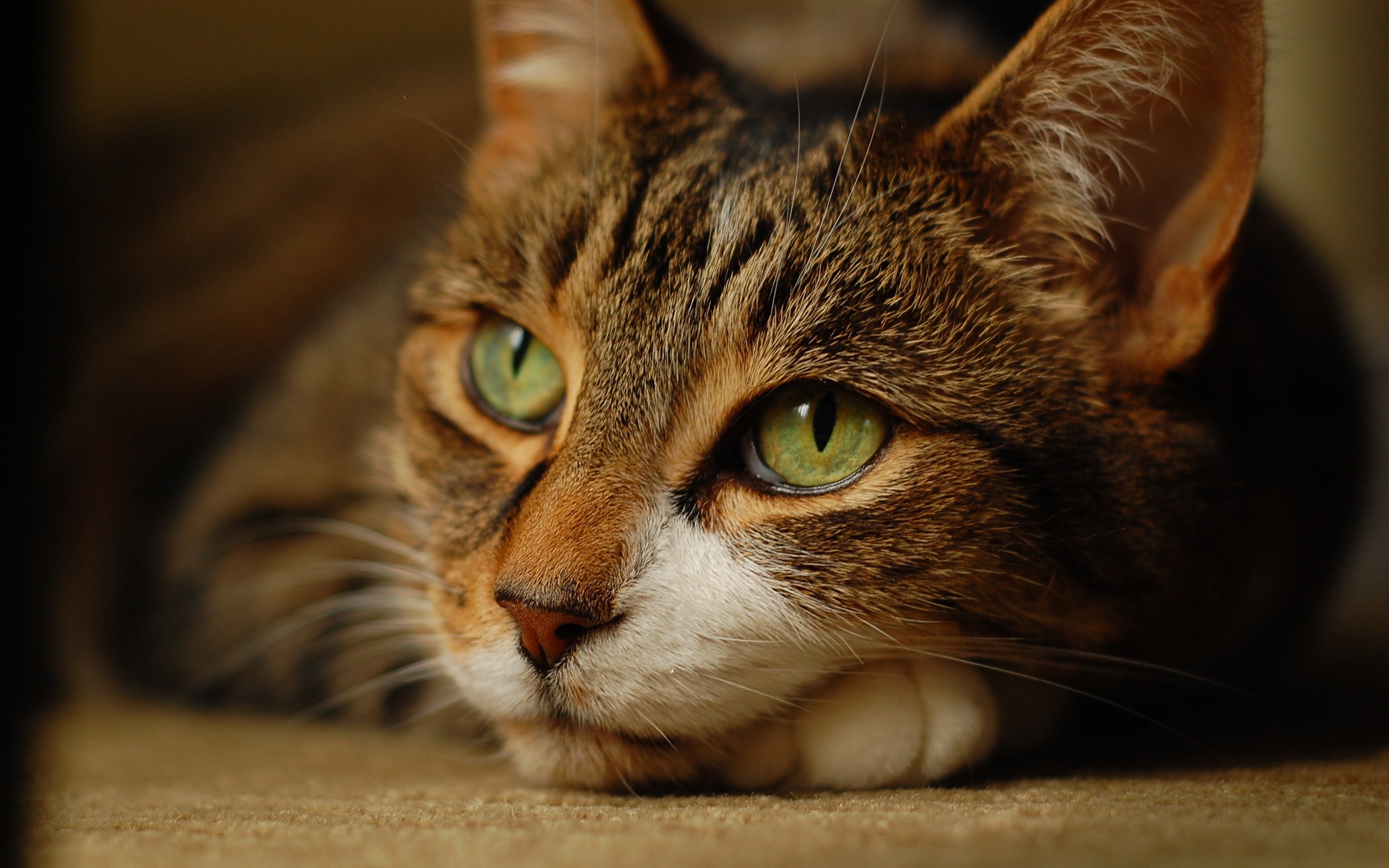 Baixe gratuitamente a imagem Animais, Gatos, Gato na área de trabalho do seu PC