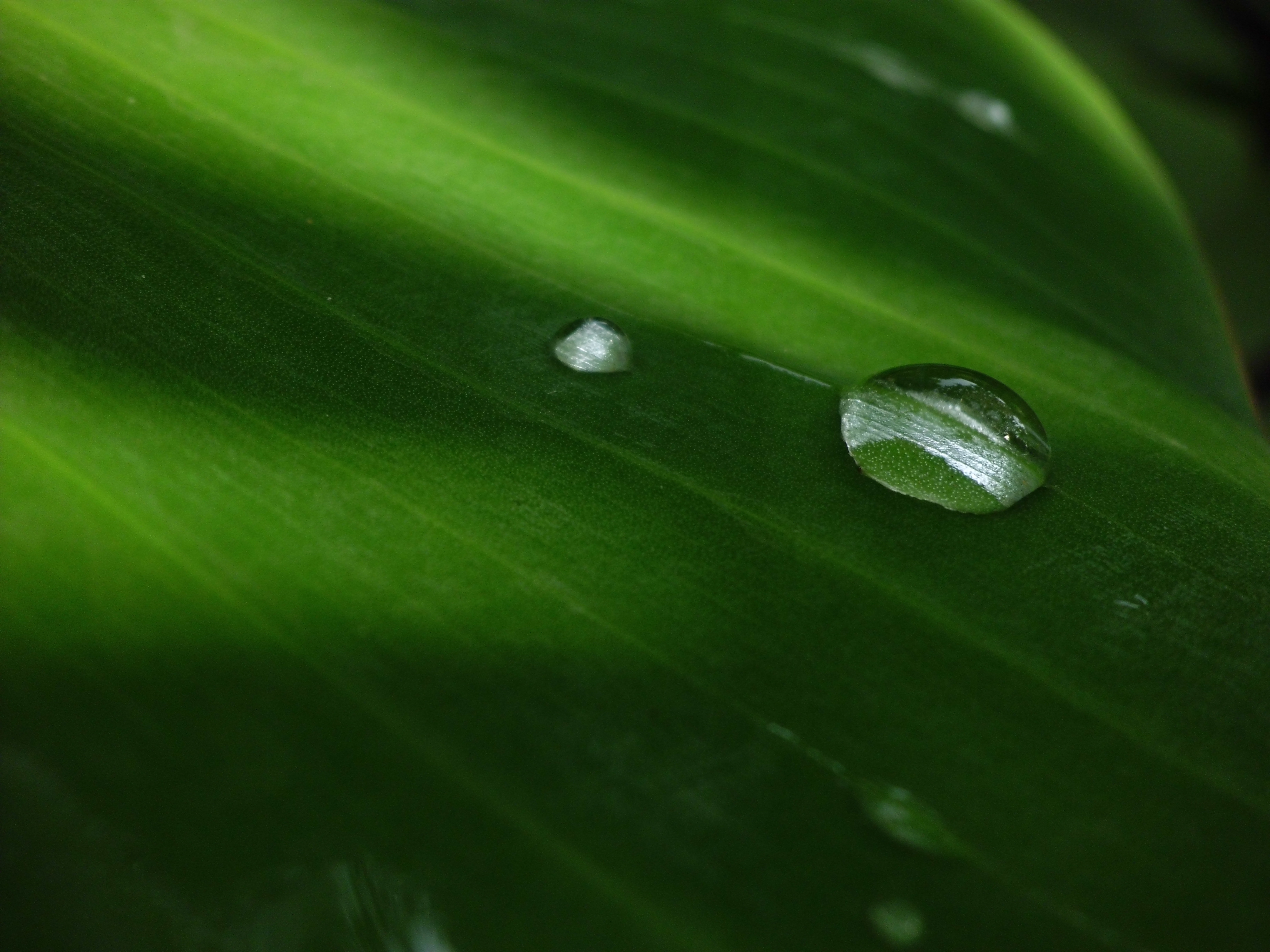 Download background plant, macro, drop, dew