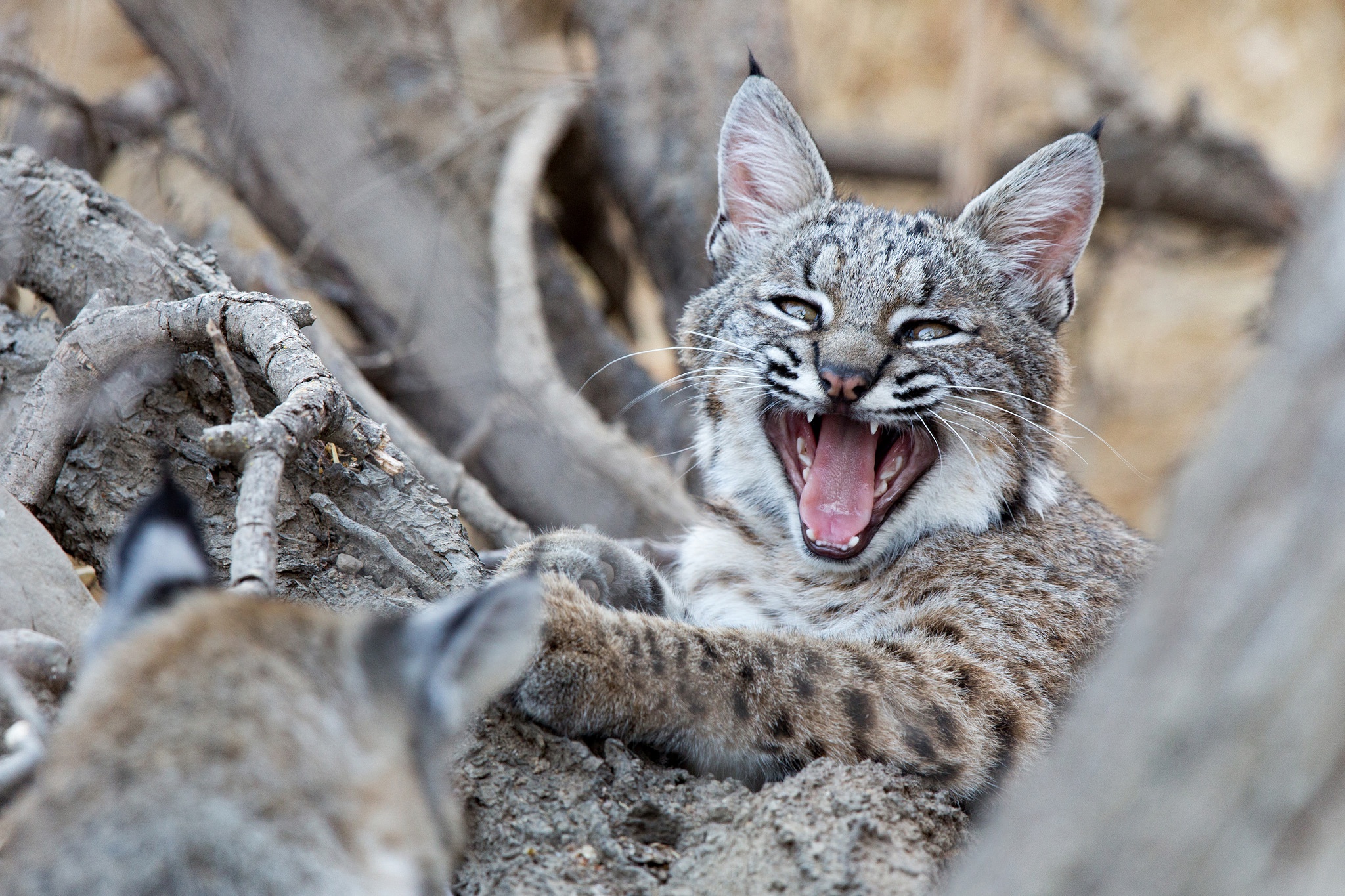 Download mobile wallpaper Cats, Animal, Baby Animal, Lynx, Cub for free.