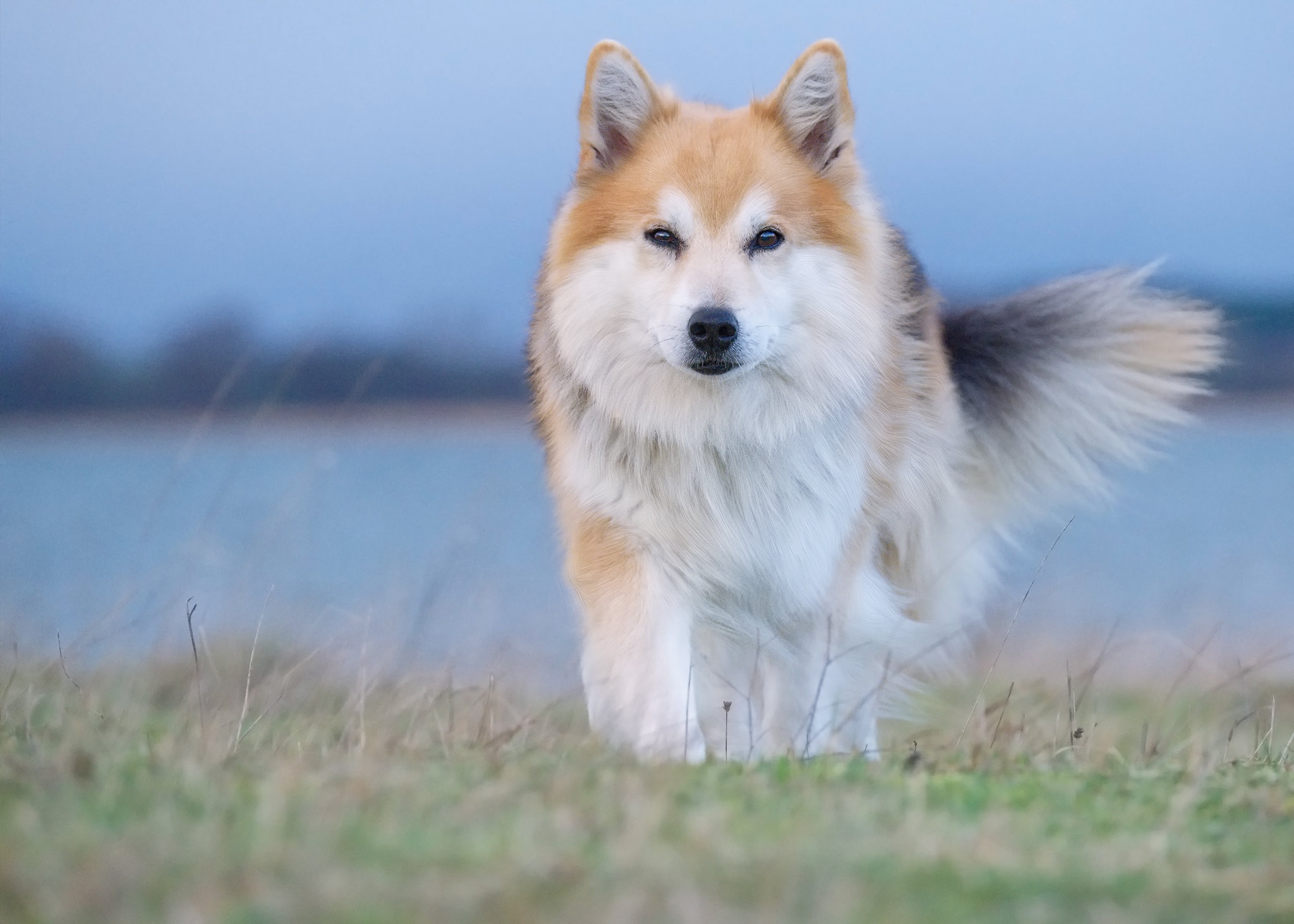 Laden Sie das Tiere, Hunde, Hund, Isländischer Schäferhund-Bild kostenlos auf Ihren PC-Desktop herunter