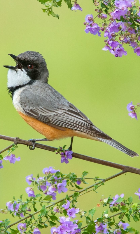 Die besten Rufous Whistler-Hintergründe für den Telefonbildschirm