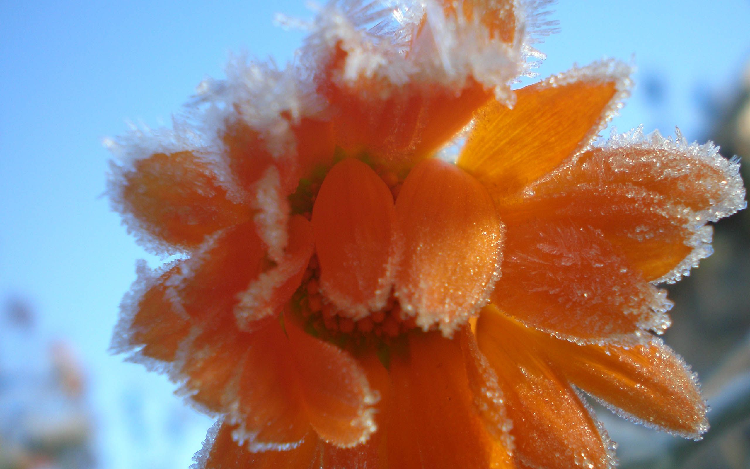 Baixar papel de parede para celular de Flores, Flor, Terra/natureza, Frozen Uma Aventura Congelante gratuito.