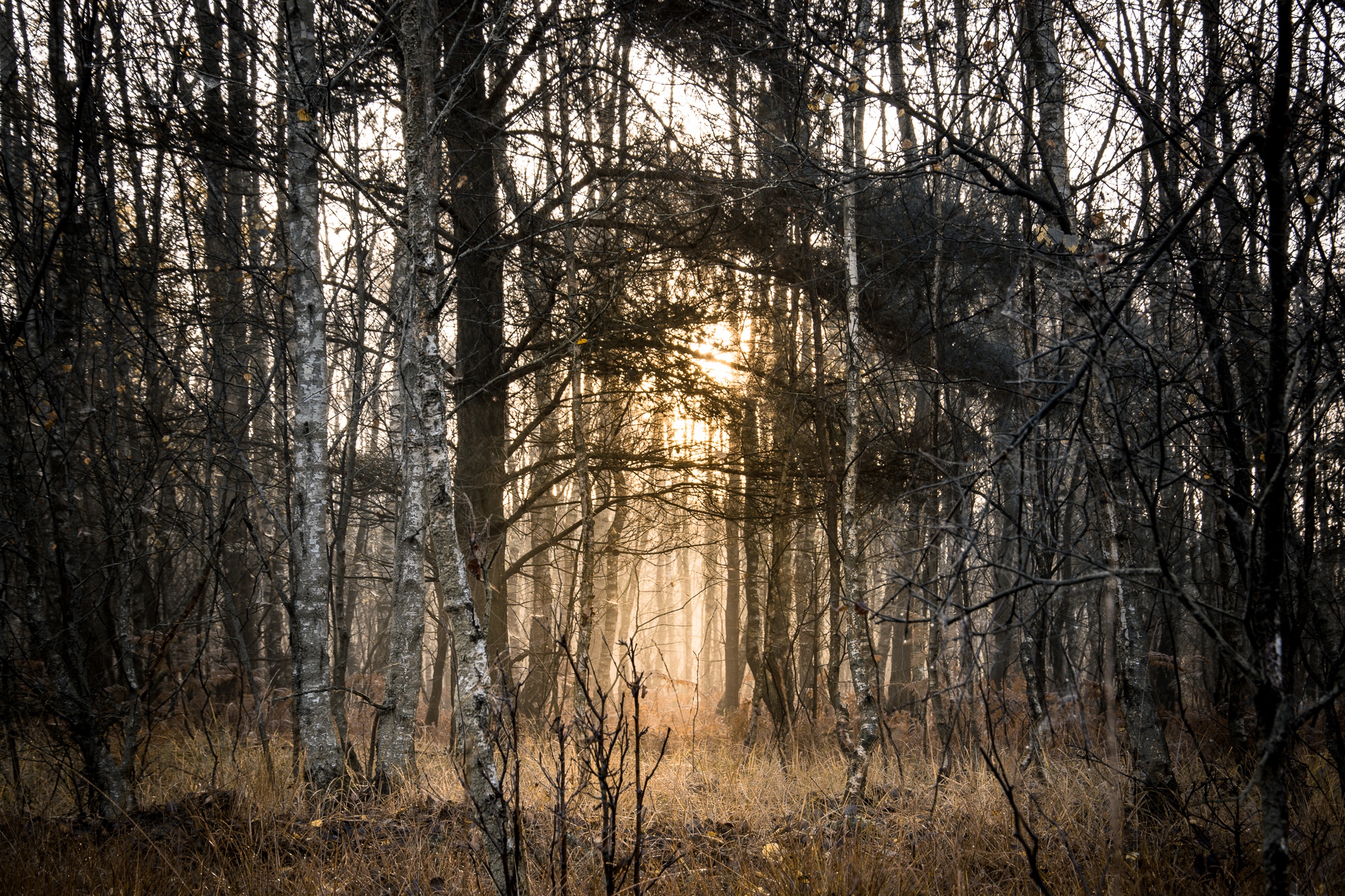 Téléchargez gratuitement l'image Forêt, Arbre, La Nature, Terre/nature sur le bureau de votre PC