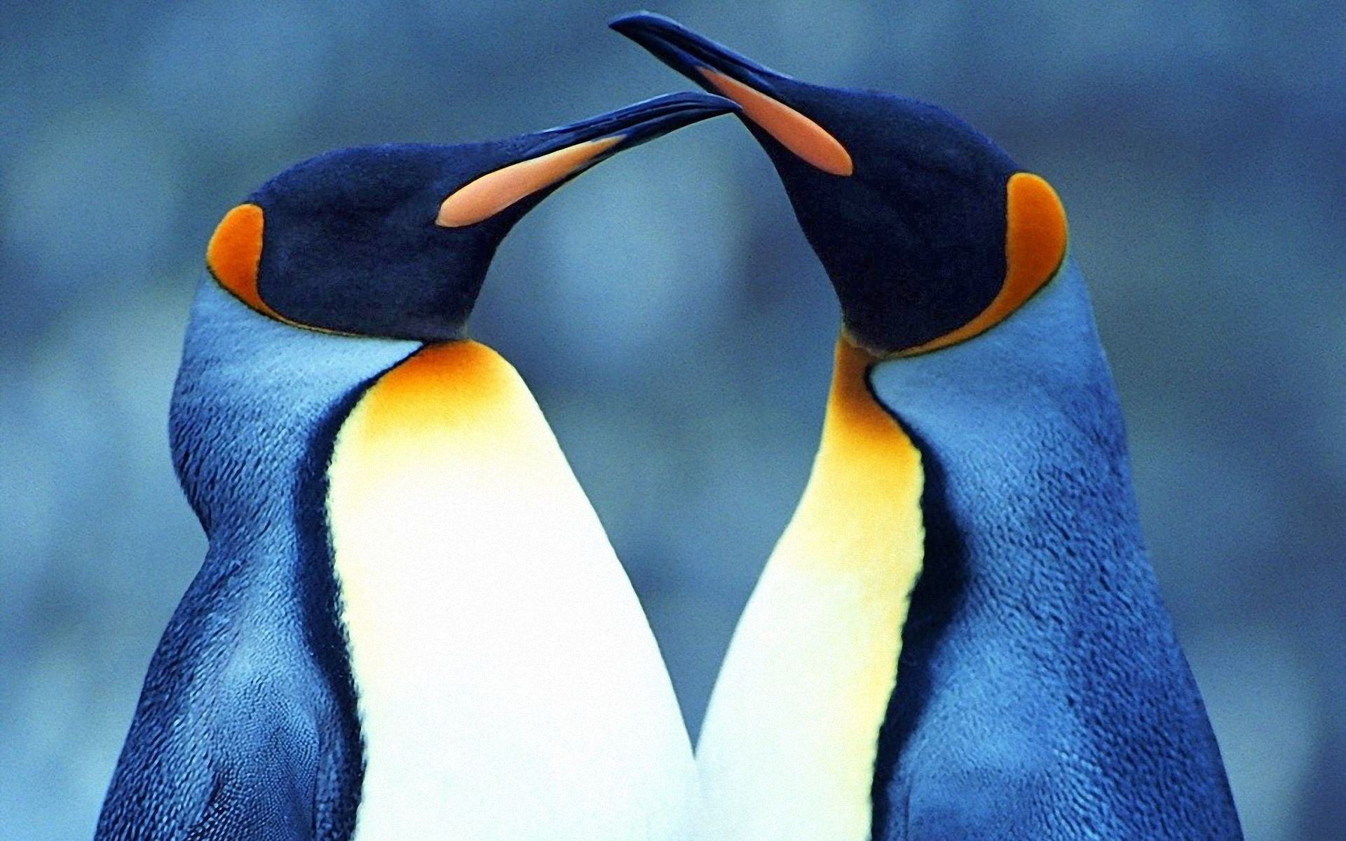 Завантажити шпалери Королівський Пінгвін на телефон безкоштовно