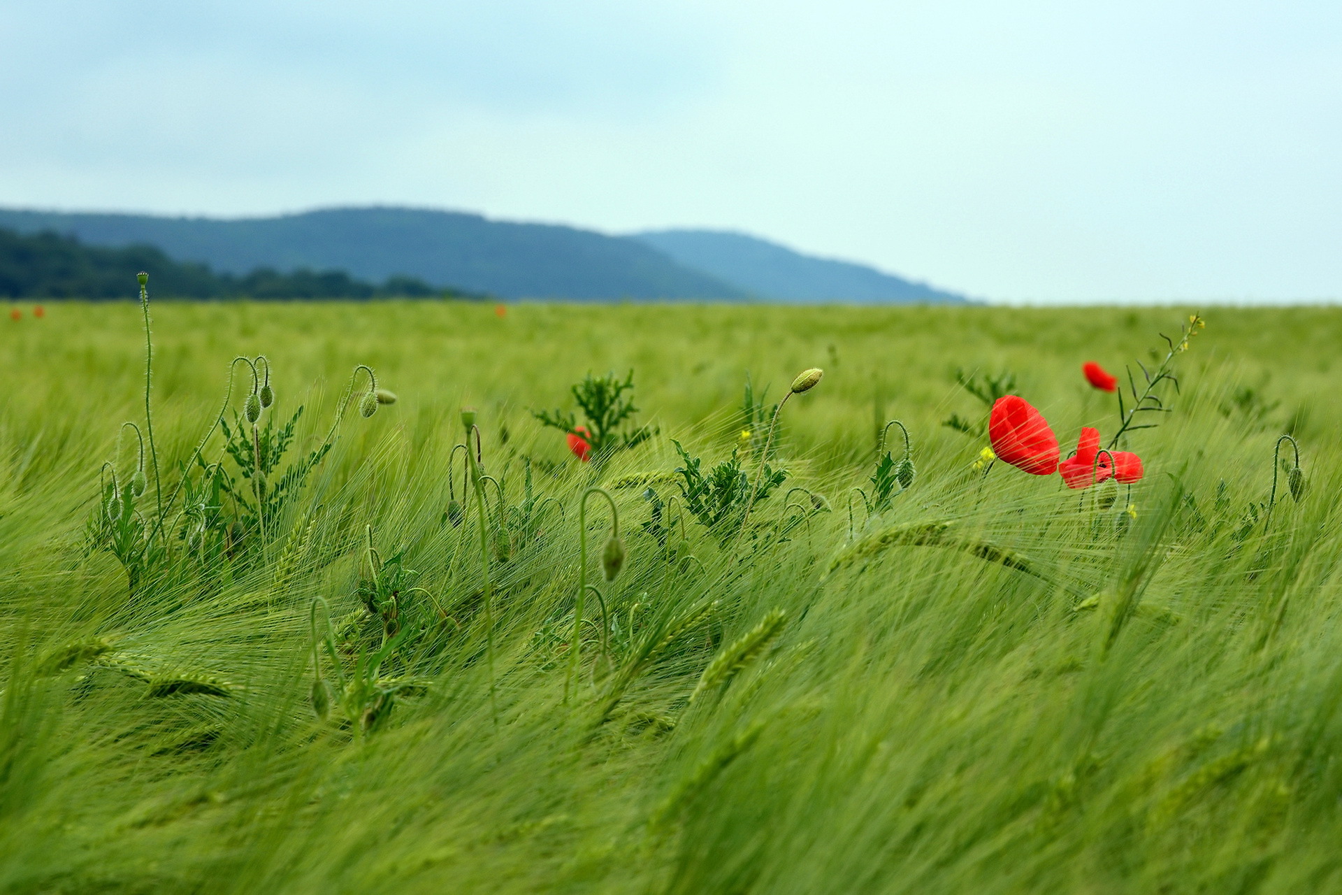 Laden Sie das Natur, Blumen, Mohn, Sommer, Blume, Feld, Rote Blume, Erde/natur-Bild kostenlos auf Ihren PC-Desktop herunter
