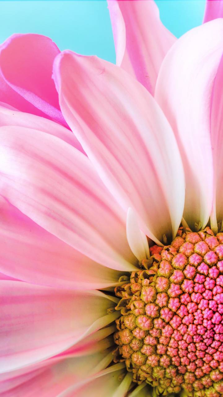 Download mobile wallpaper Flowers, Flower, Earth, Petal, Daisy, Pink Flower for free.