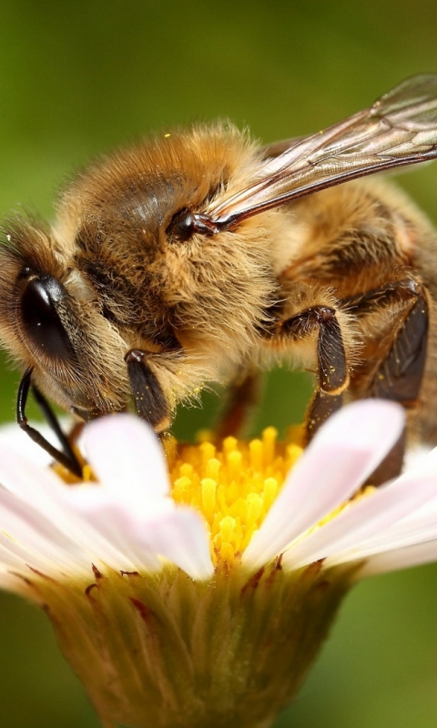 Скачать картинку Животные, Насекомые, Пчела в телефон бесплатно.