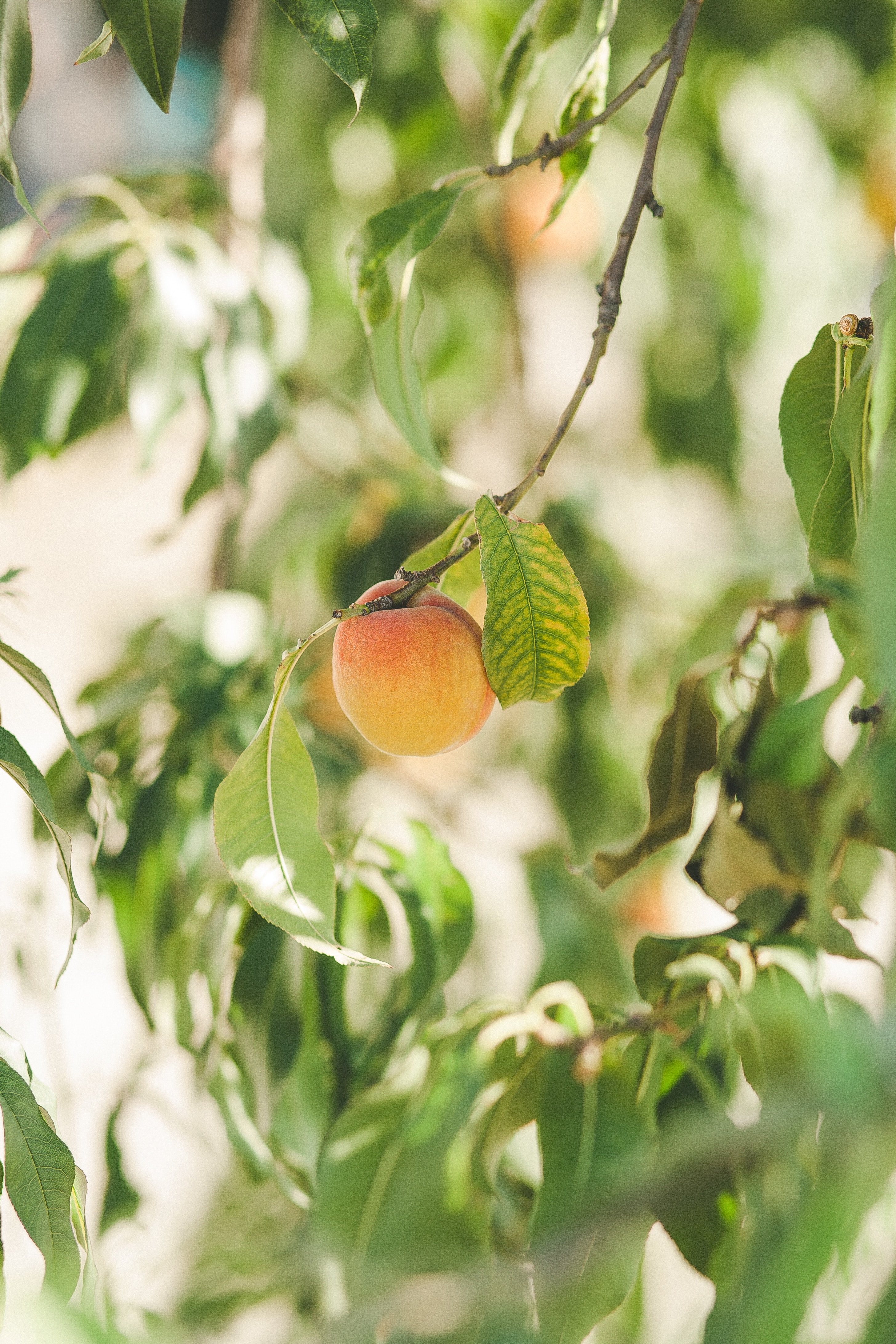 Free download wallpaper Food, Branches, Ripe, Apricot, Fruit on your PC desktop