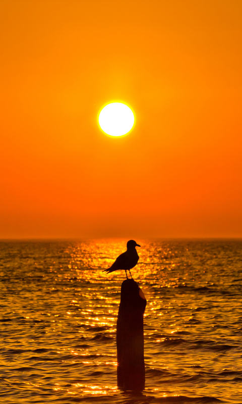 Download mobile wallpaper Birds, Animal, Seagull for free.