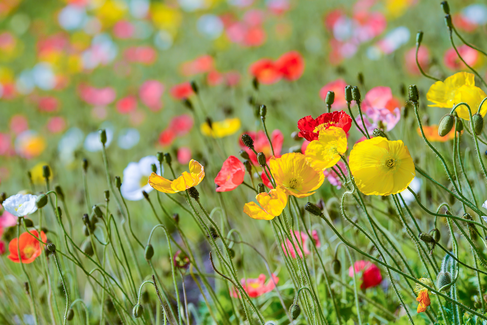 Laden Sie das Natur, Blumen, Mohn, Sommer, Blume, Gelbe Blume, Erde/natur-Bild kostenlos auf Ihren PC-Desktop herunter