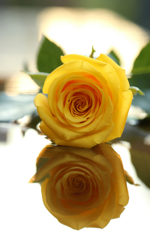 Download mobile wallpaper Flowers, Reflection, Flower, Rose, Leaf, Earth, Yellow Flower for free.