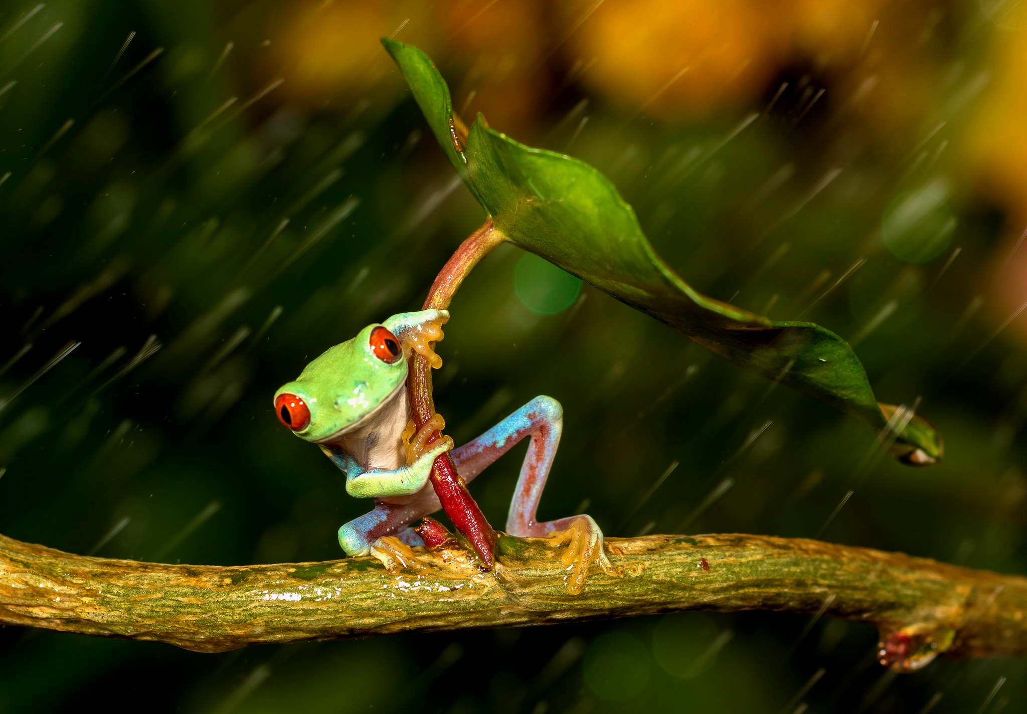 Download mobile wallpaper Rain, Frogs, Close Up, Leaf, Animal, Frog, Amphibian, Tree Frog, Red Eyed Tree Frog for free.