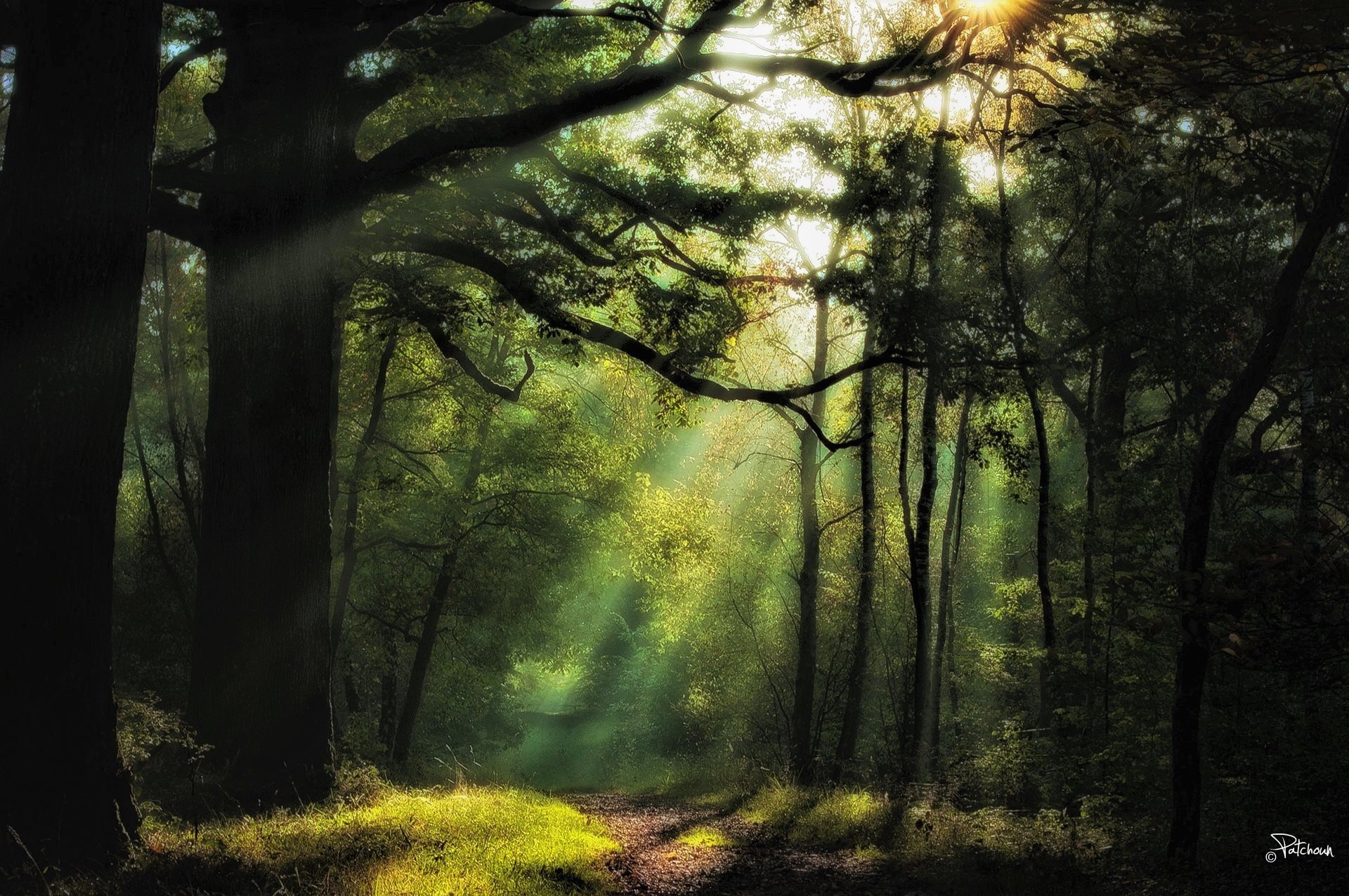 Téléchargez des papiers peints mobile Forêt, Brouillard, Lumière Du Soleil, Rayon De Soleil, Terre/nature, Ensoleillement gratuitement.
