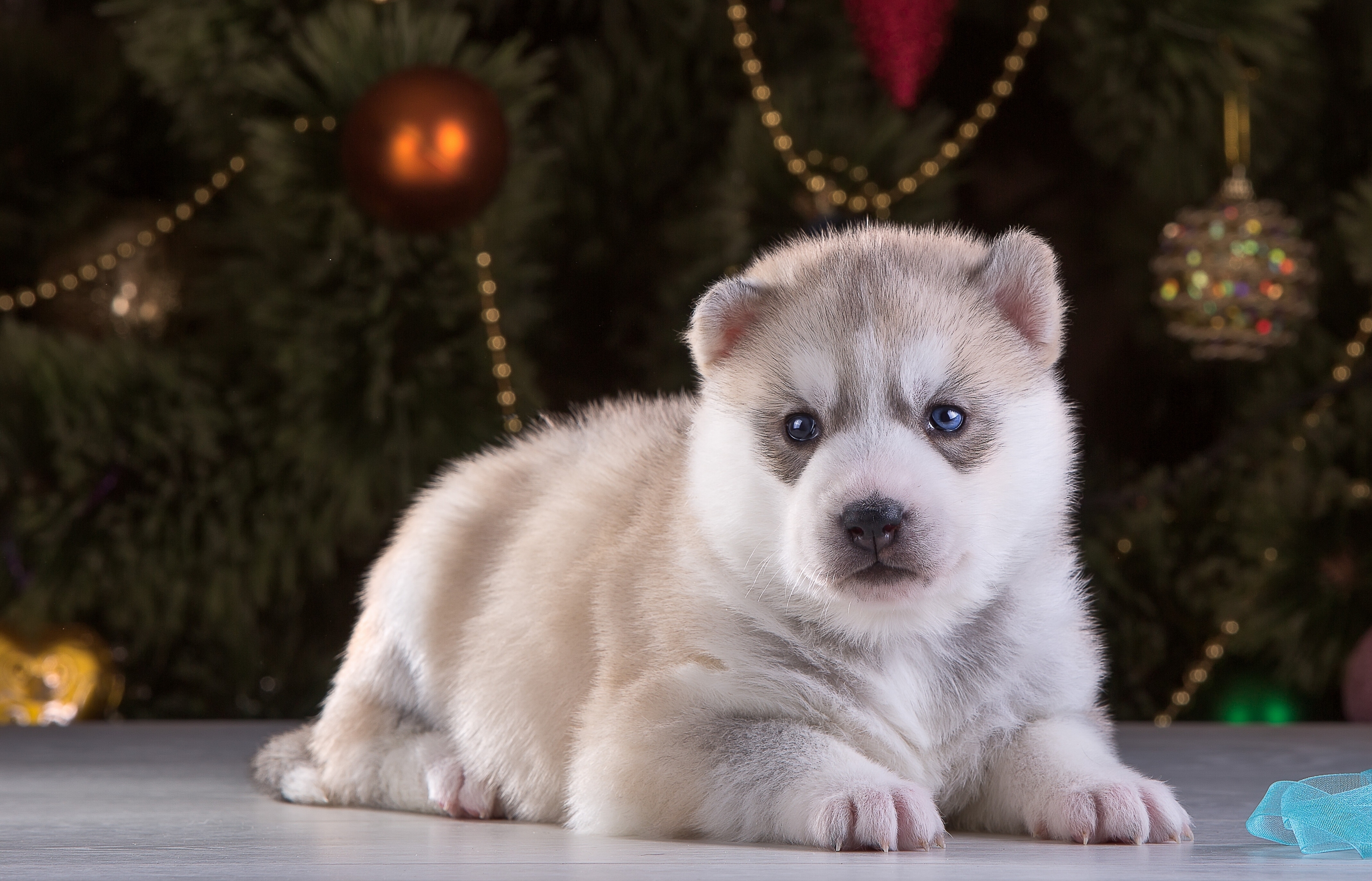 Download mobile wallpaper Dogs, Dog, Animal, Puppy, Husky for free.