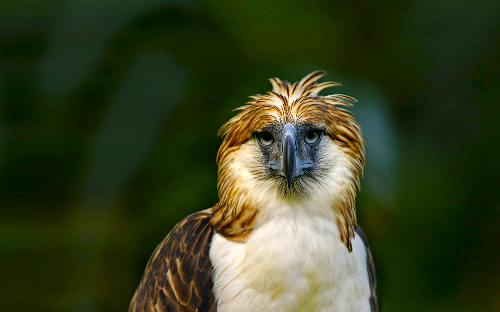 Laden Sie Philippinischer Adler HD-Desktop-Hintergründe herunter
