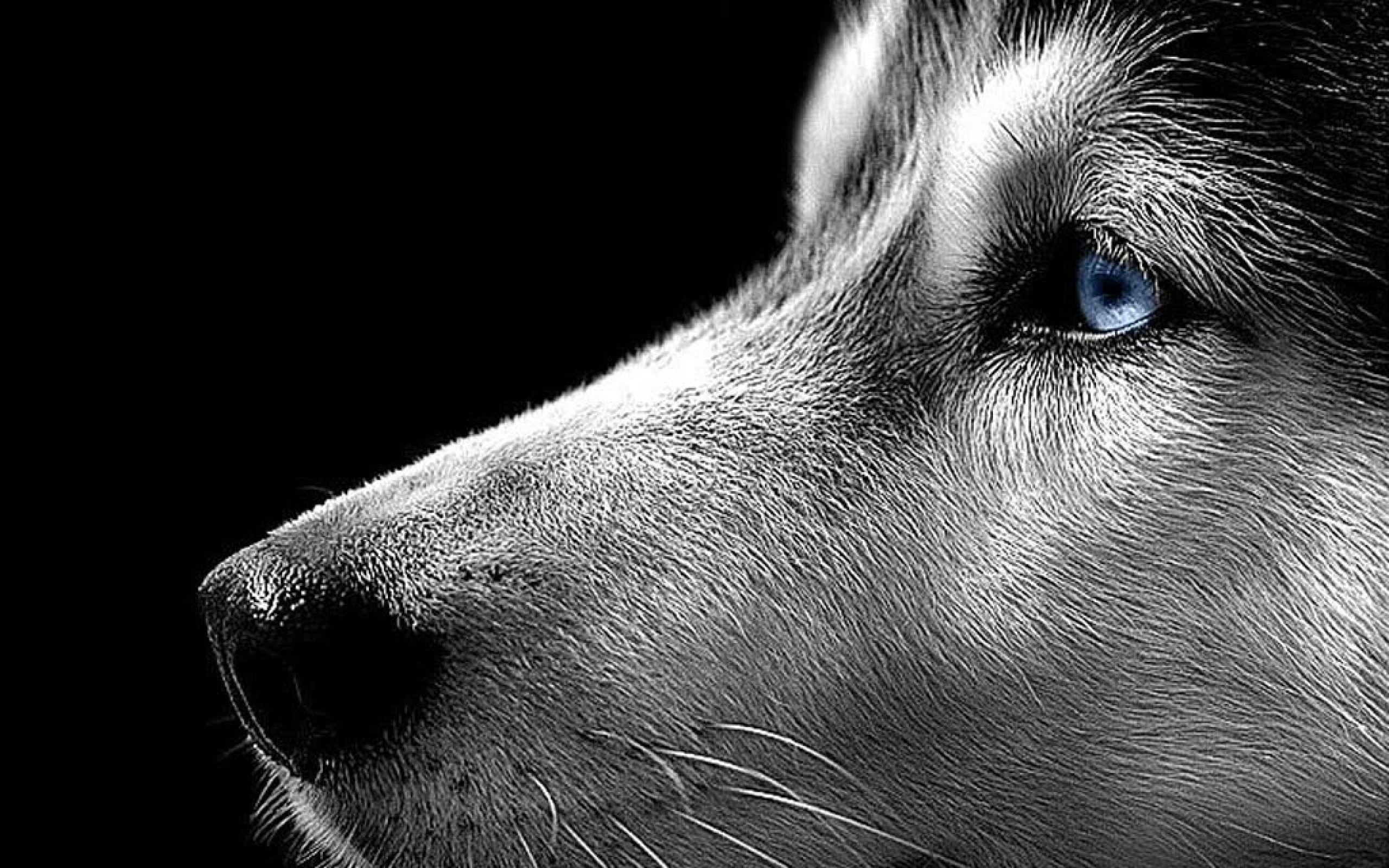 Free download wallpaper Dogs, Dog, Animal on your PC desktop