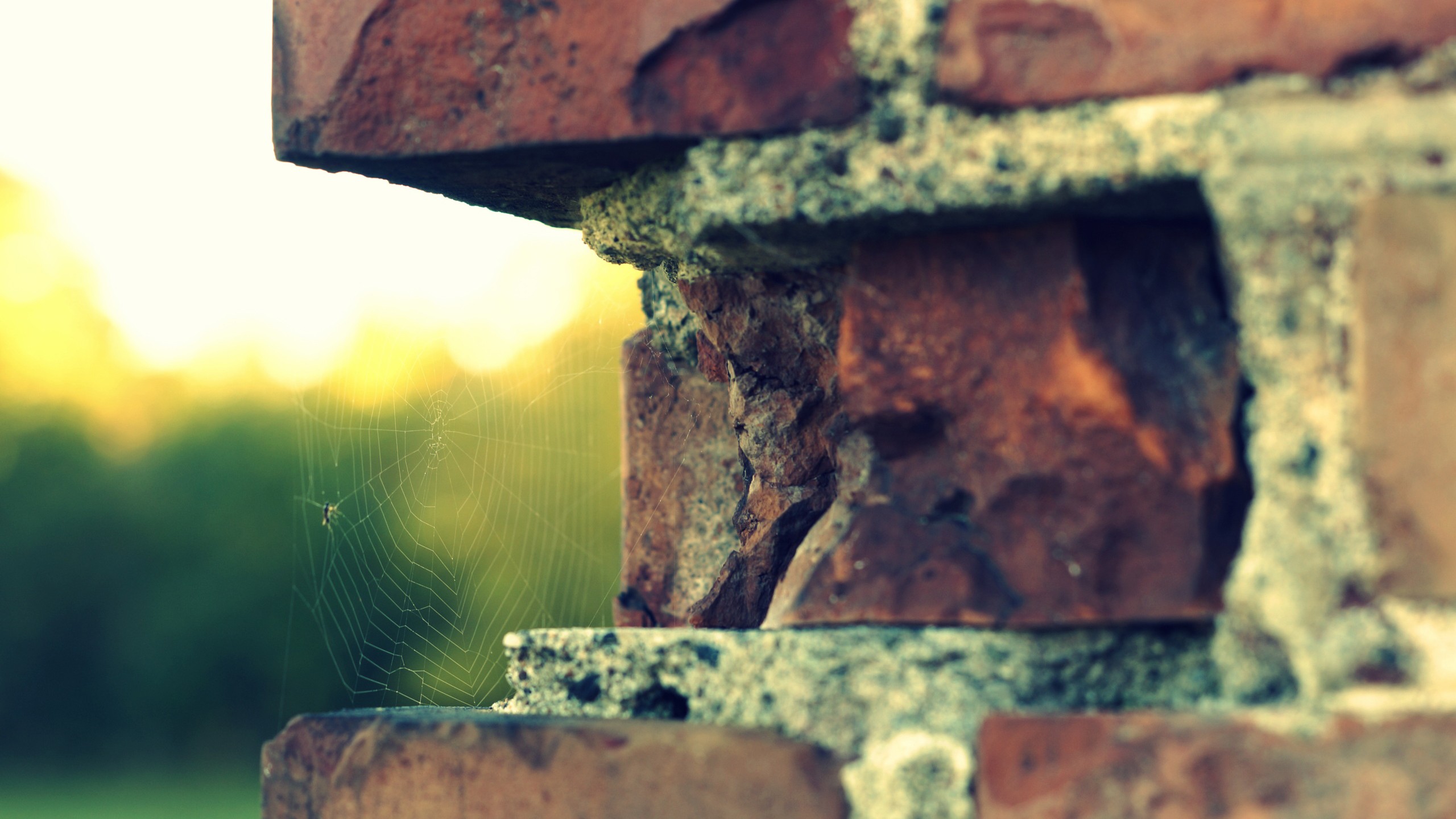 Download mobile wallpaper Spider, Brick, Photography, Spider Web for free.