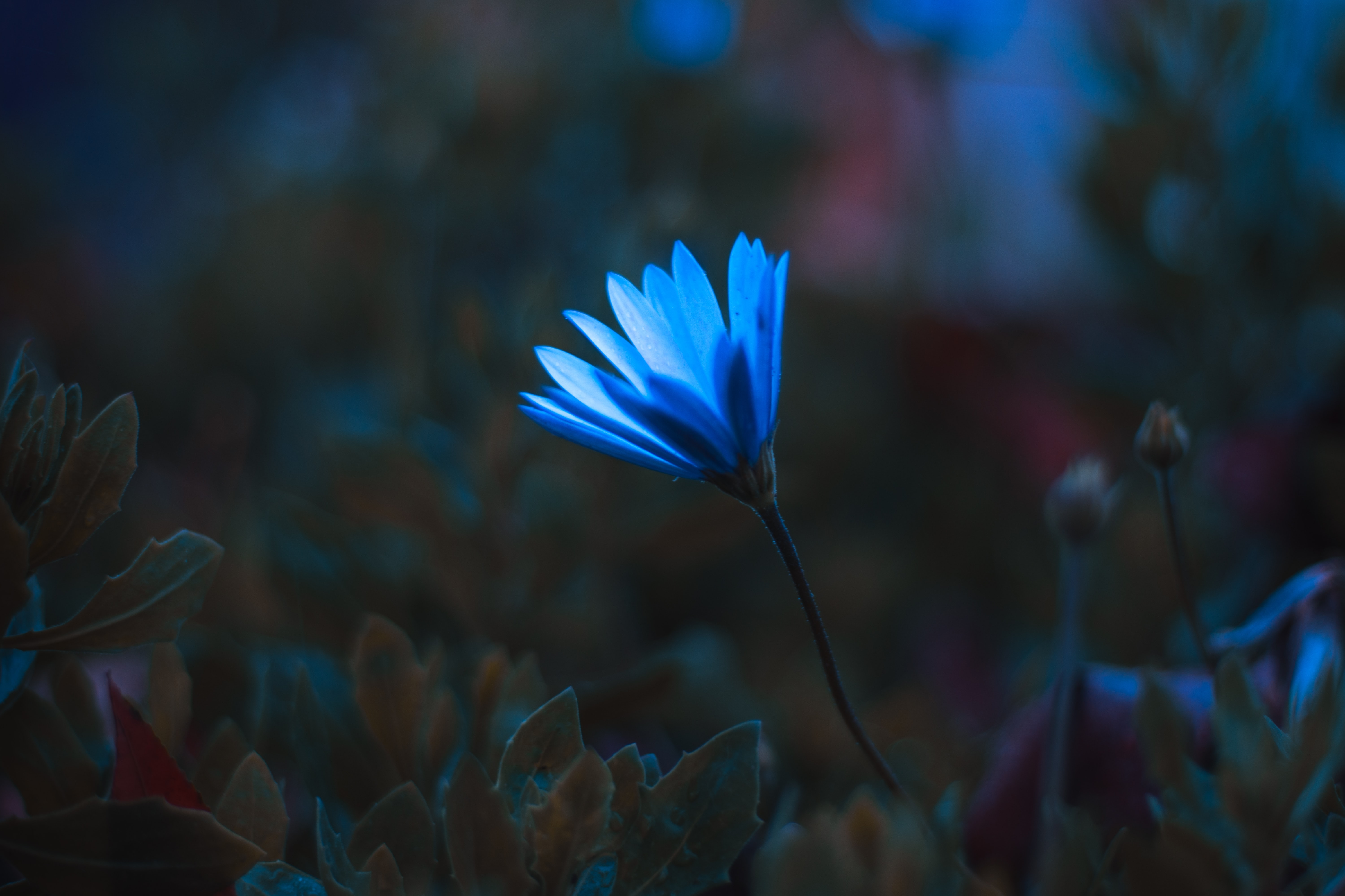 petals, flowers, blue, flower, macro cellphone