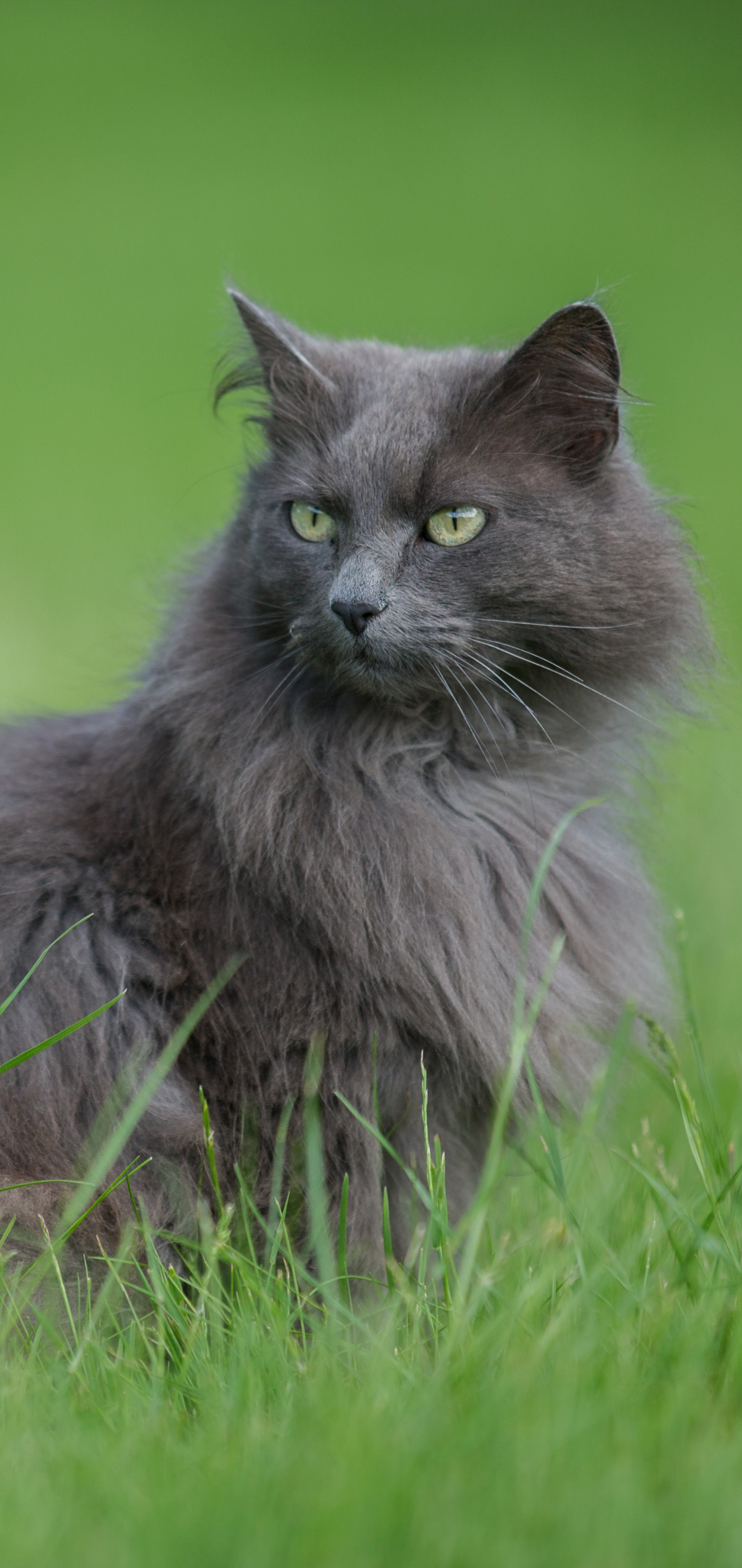 Baixe gratuitamente a imagem Animais, Gatos, Gato na área de trabalho do seu PC