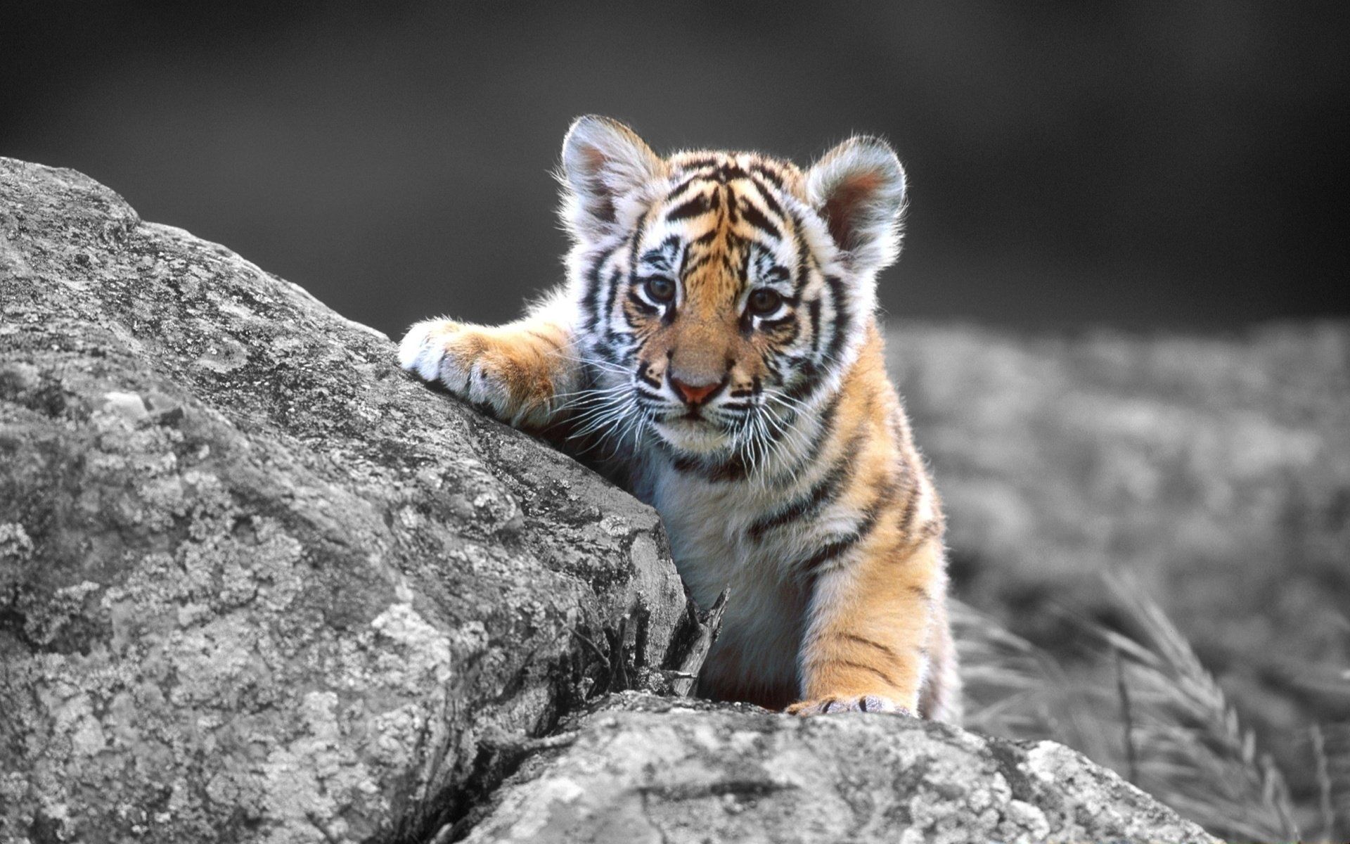 111610 descargar imagen animales, sentarse, joven, piedra, tigre, una roca, joey, cachorro de tigre: fondos de pantalla y protectores de pantalla gratis