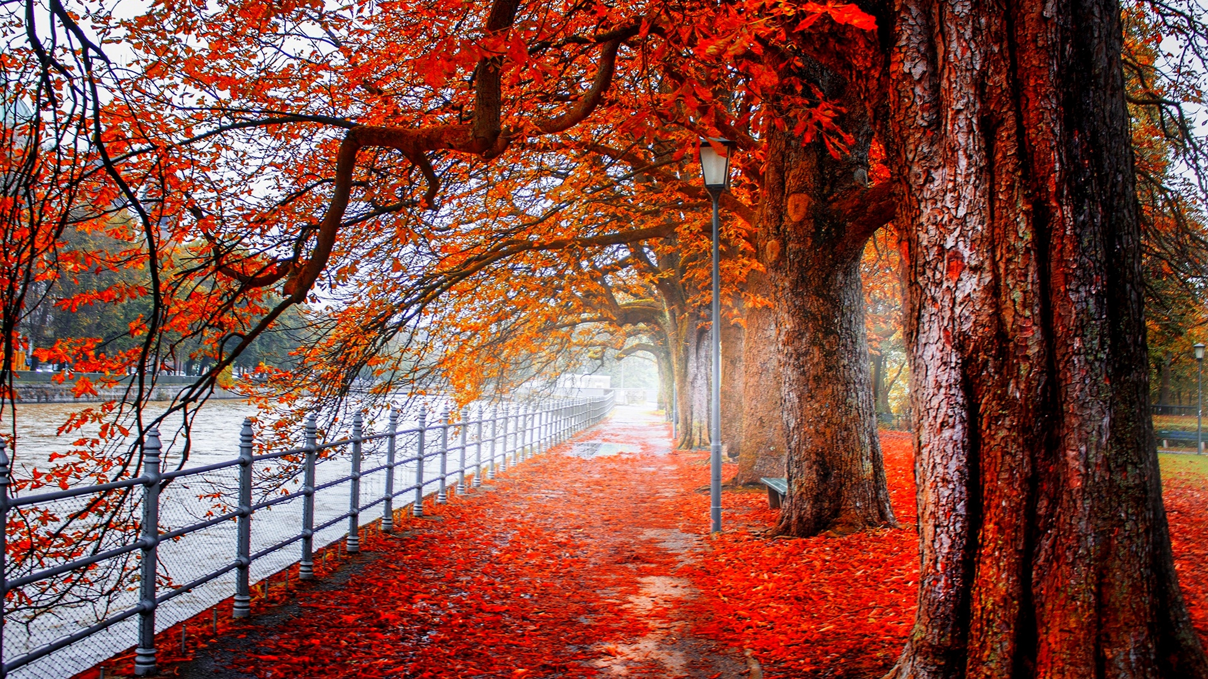 670992 baixar imagens fotografia, outono, folha, parque, árvore, cerca, cor laranja) - papéis de parede e protetores de tela gratuitamente
