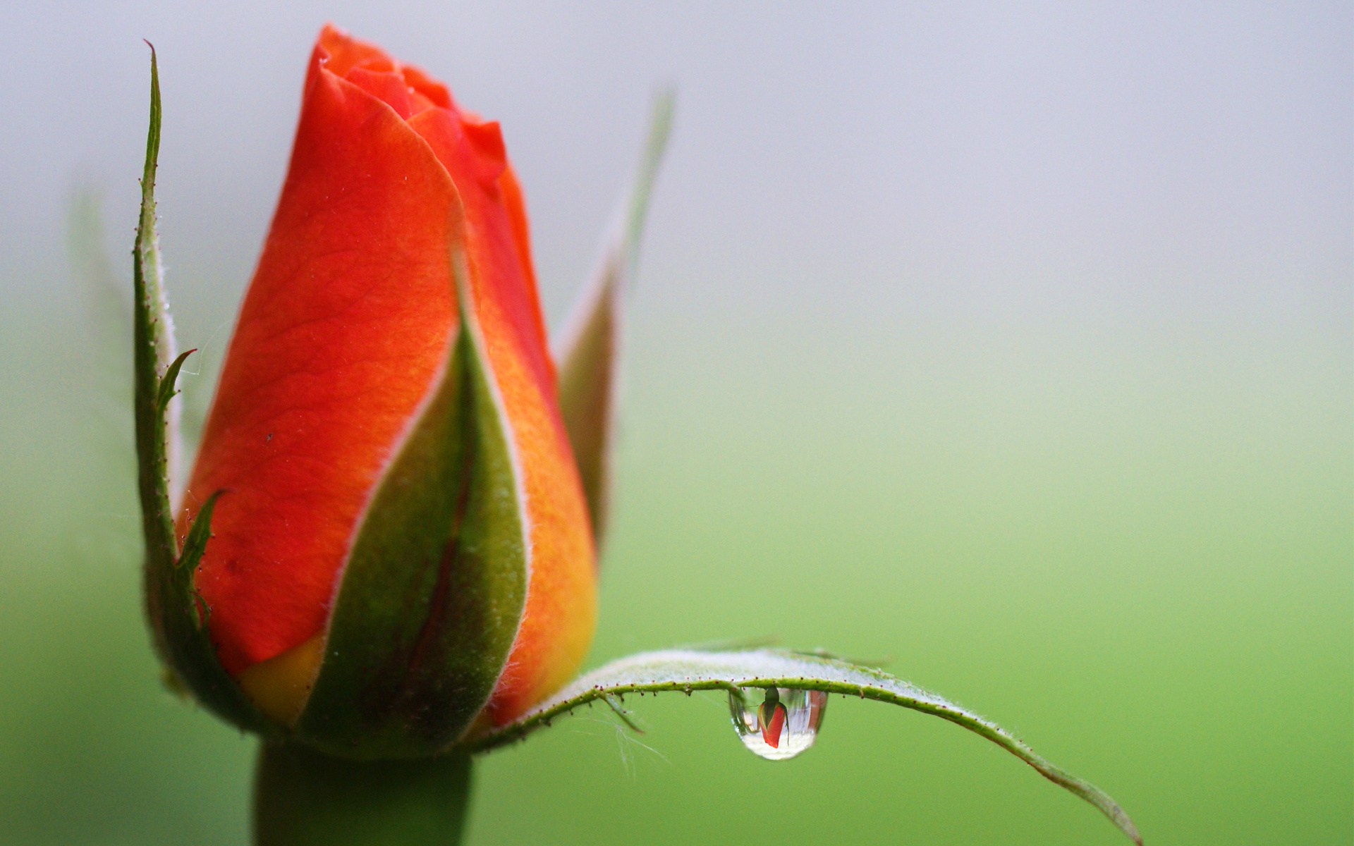 Download mobile wallpaper Flower, Rose, Bud, Earth, Water Drop for free.