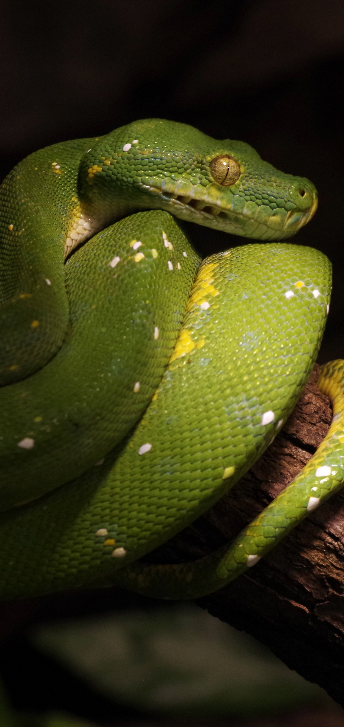 Téléchargez gratuitement l'image Animaux, Serpent, Reptiles, Python sur le bureau de votre PC