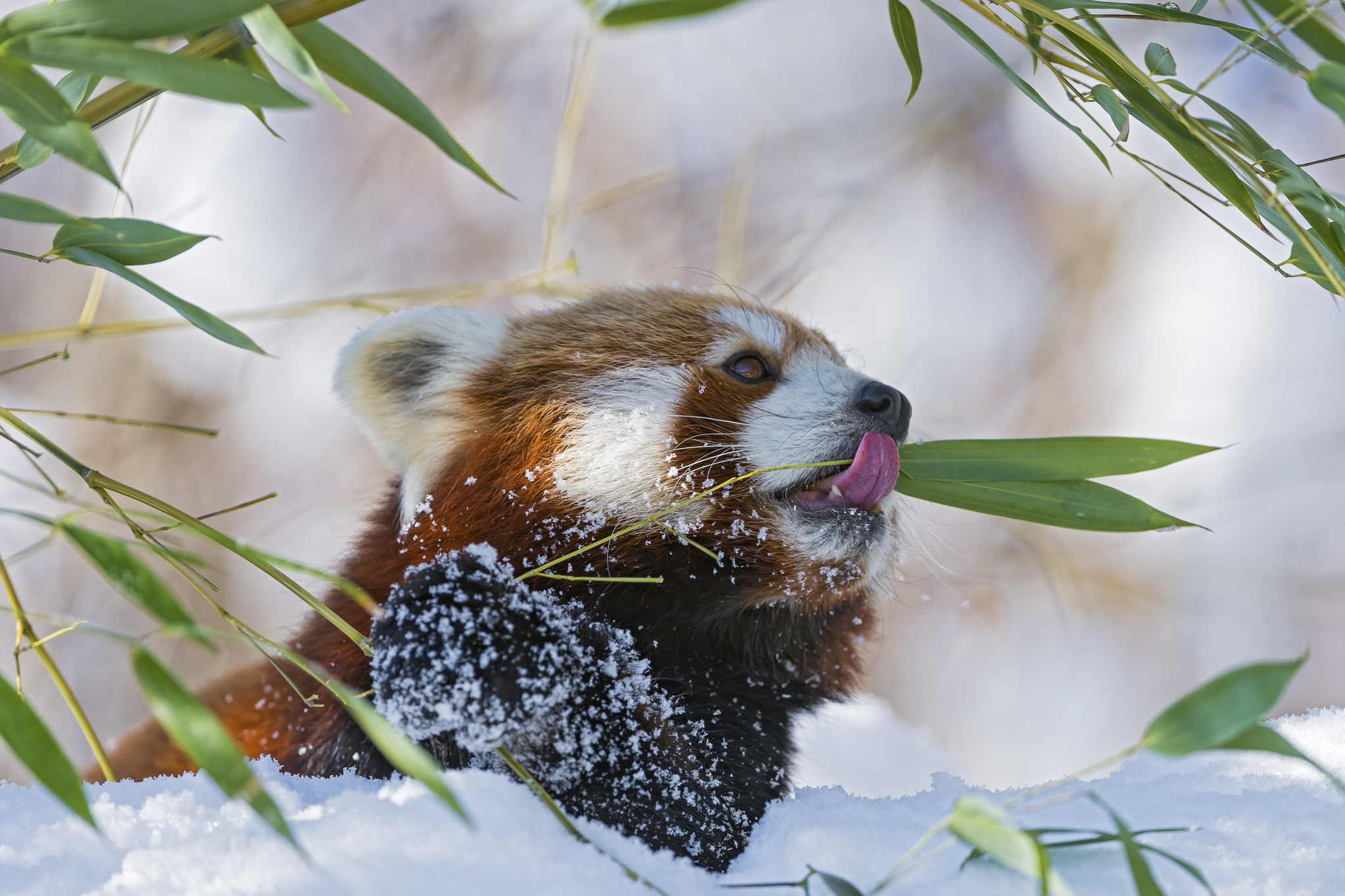 Handy-Wallpaper Tiere, Kleiner Panda kostenlos herunterladen.