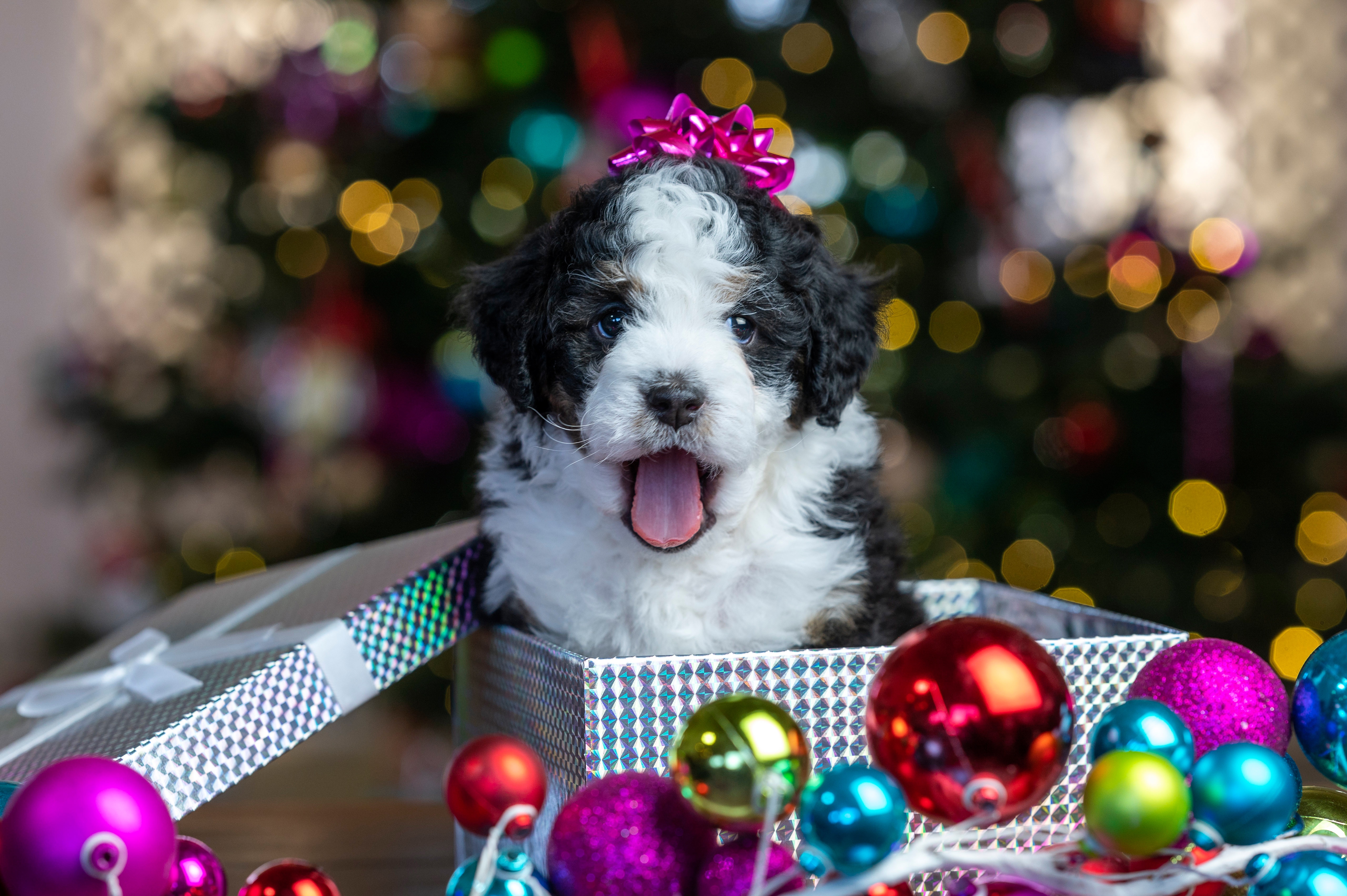 Free download wallpaper Dogs, Dog, Animal, Puppy, Christmas Ornaments, Baby Animal on your PC desktop