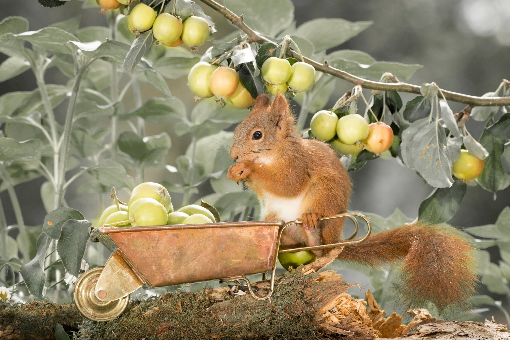 Download mobile wallpaper Squirrel, Berry, Animal, Rodent for free.