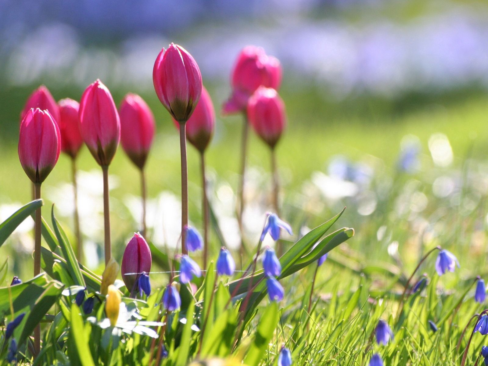 tulips, flowers, blur, smooth, greens, flower bed, flowerbed, sharpness