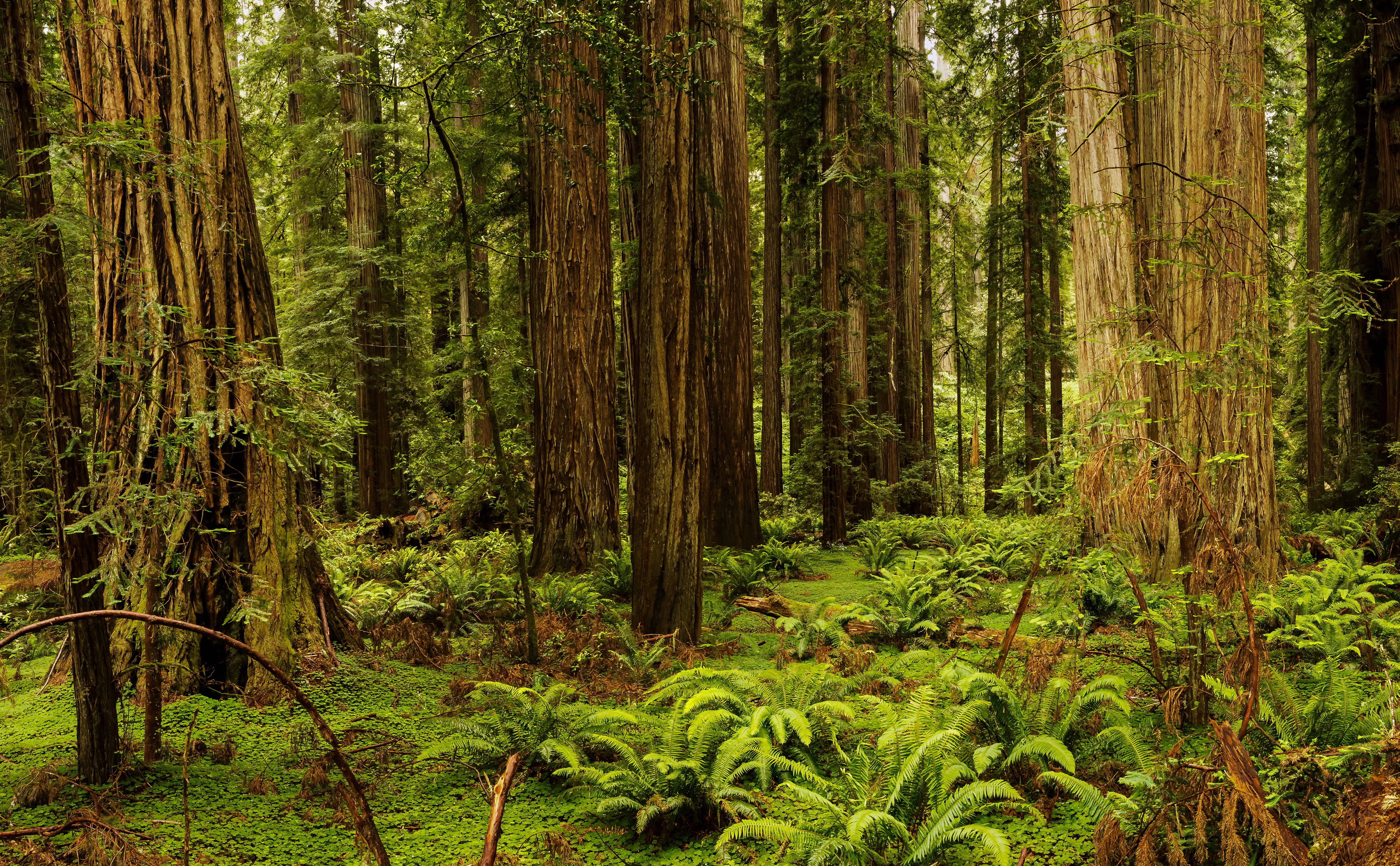 Laden Sie das Natur, Farne, Wald, Baum, Erde/natur-Bild kostenlos auf Ihren PC-Desktop herunter