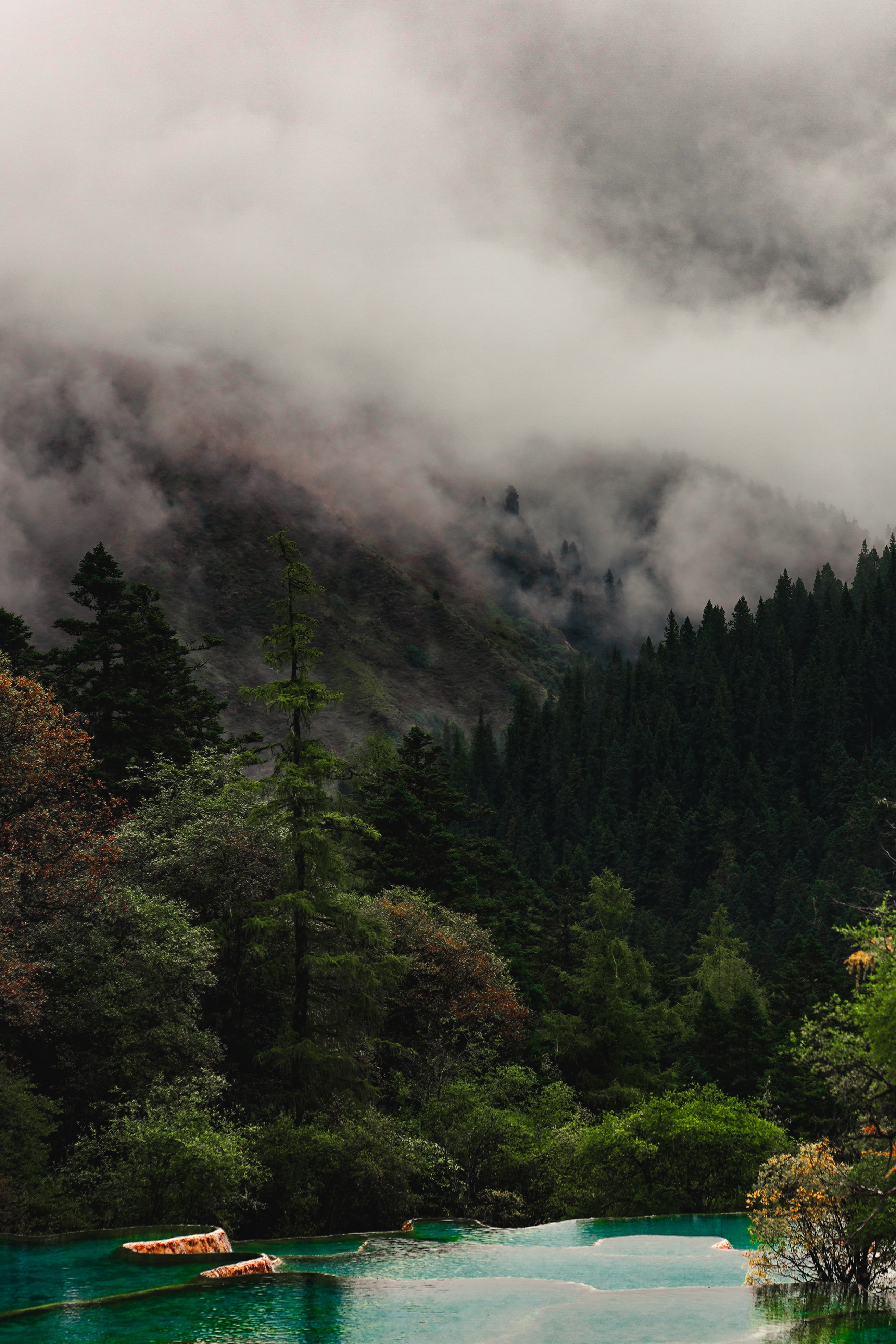 Скачать картинку Природа, Туман, Деревья, Лес, Озеро в телефон бесплатно.