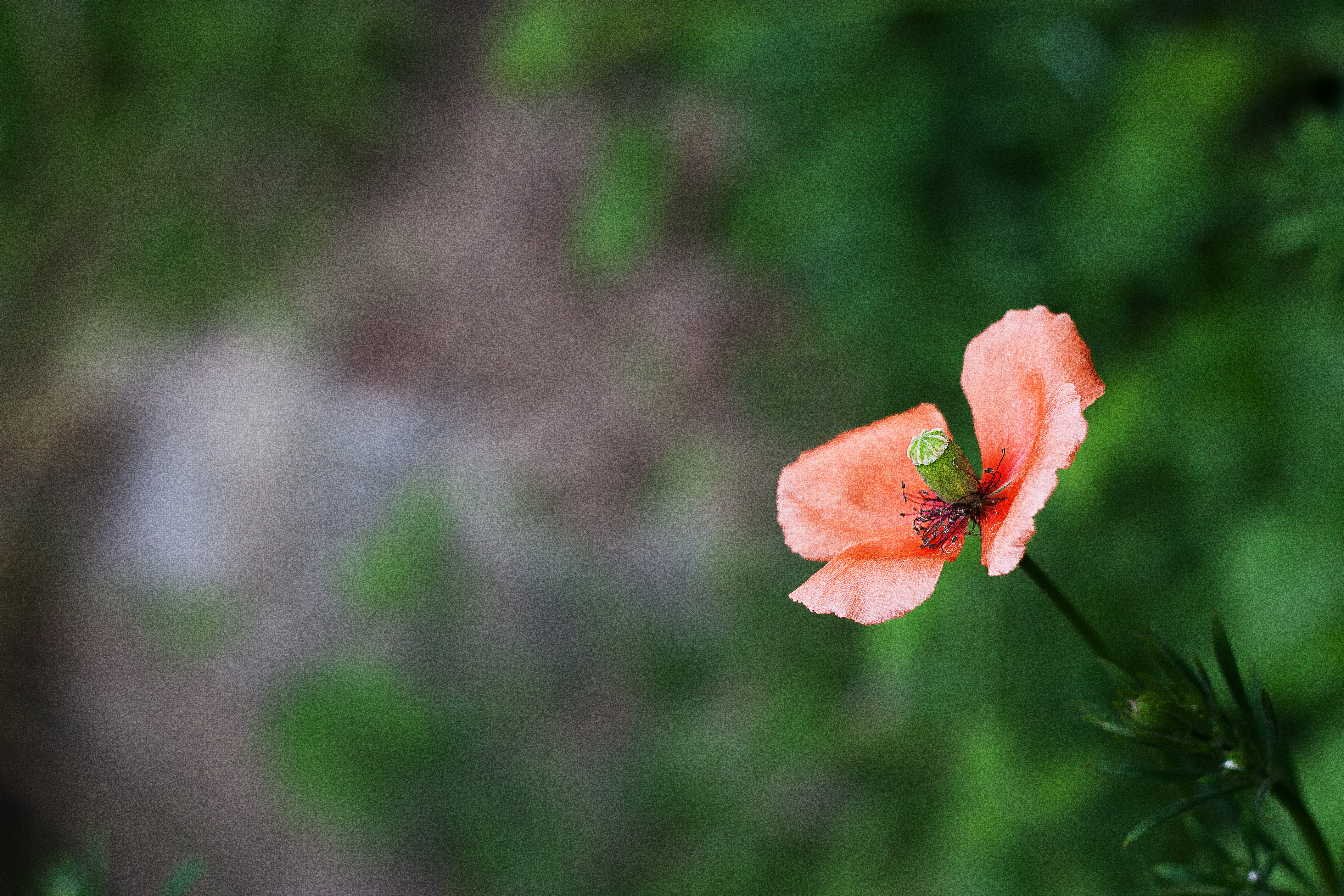 Descarga gratuita de fondo de pantalla para móvil de Flores, Flor, Tierra/naturaleza.