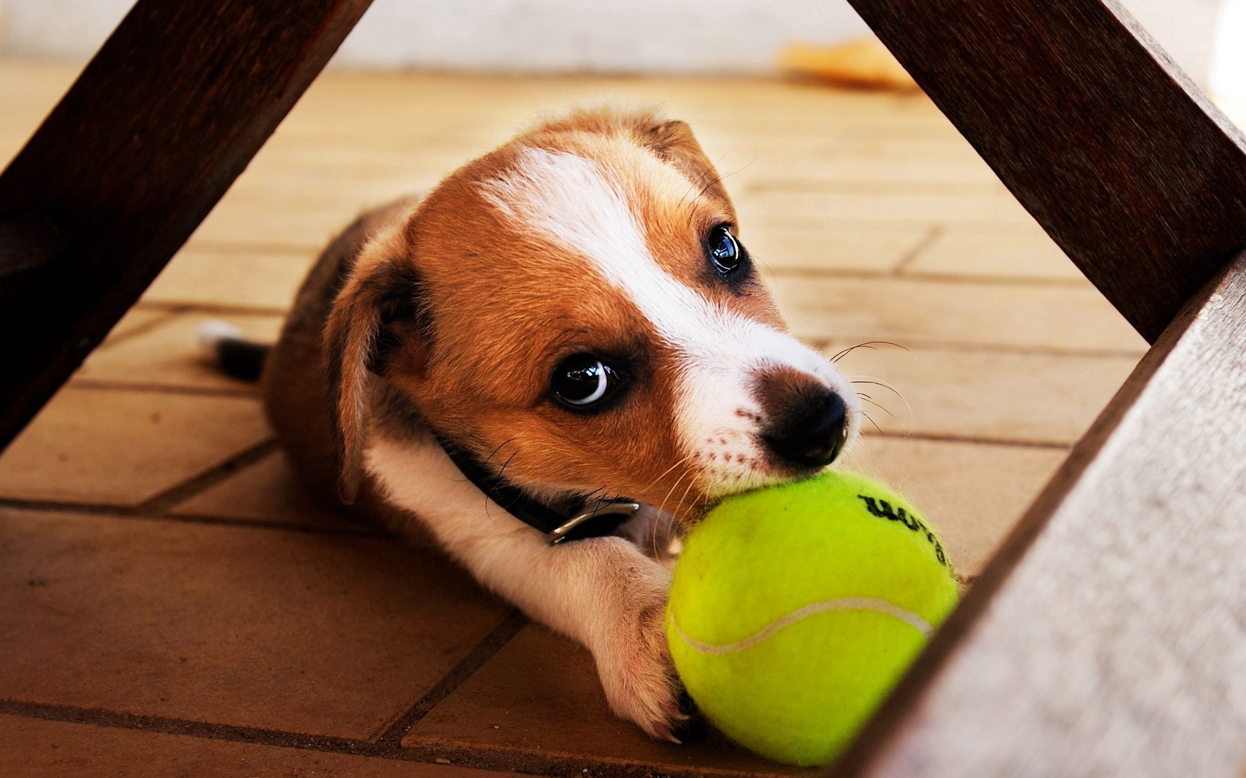 104606 скачать обои собака, животные, игривый, щенок, играть, мяч - заставки и картинки бесплатно