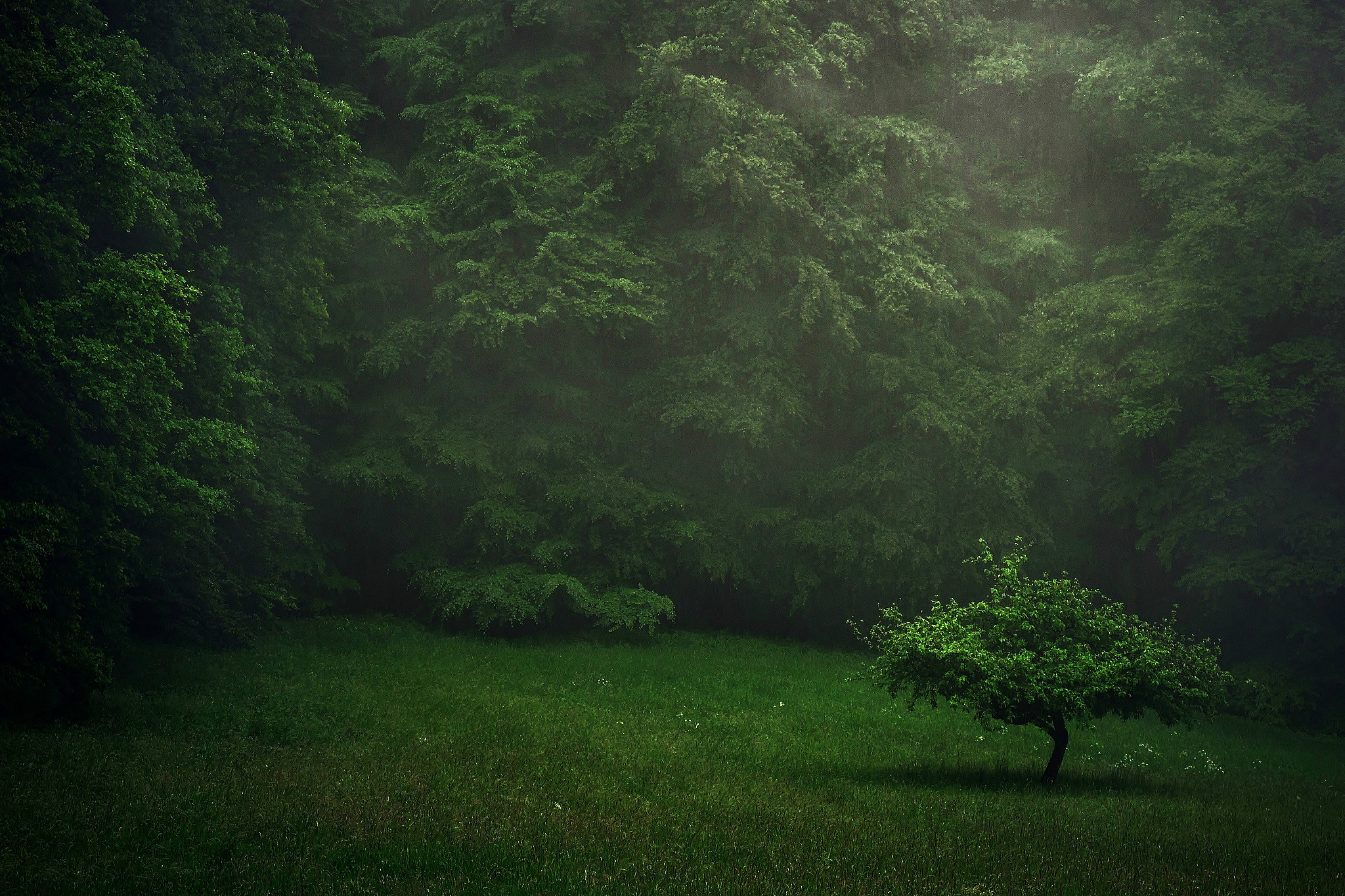 Laden Sie das Bäume, Dunkel, Wald, Baum, Erde/natur-Bild kostenlos auf Ihren PC-Desktop herunter