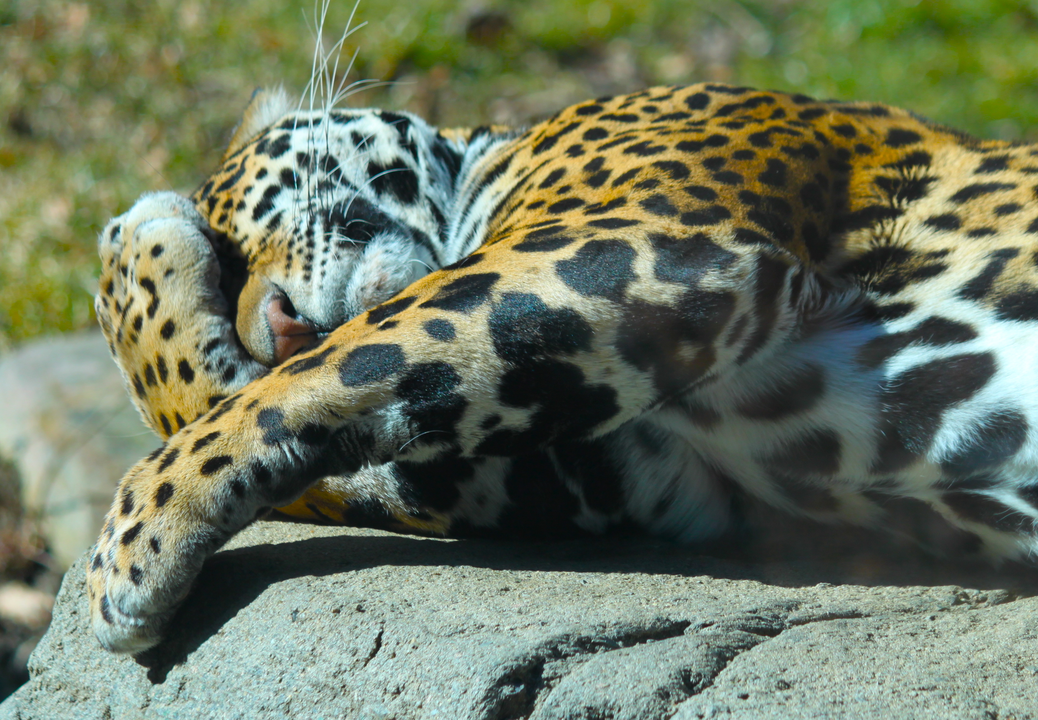 Handy-Wallpaper Jaguar, Katzen, Tiere kostenlos herunterladen.