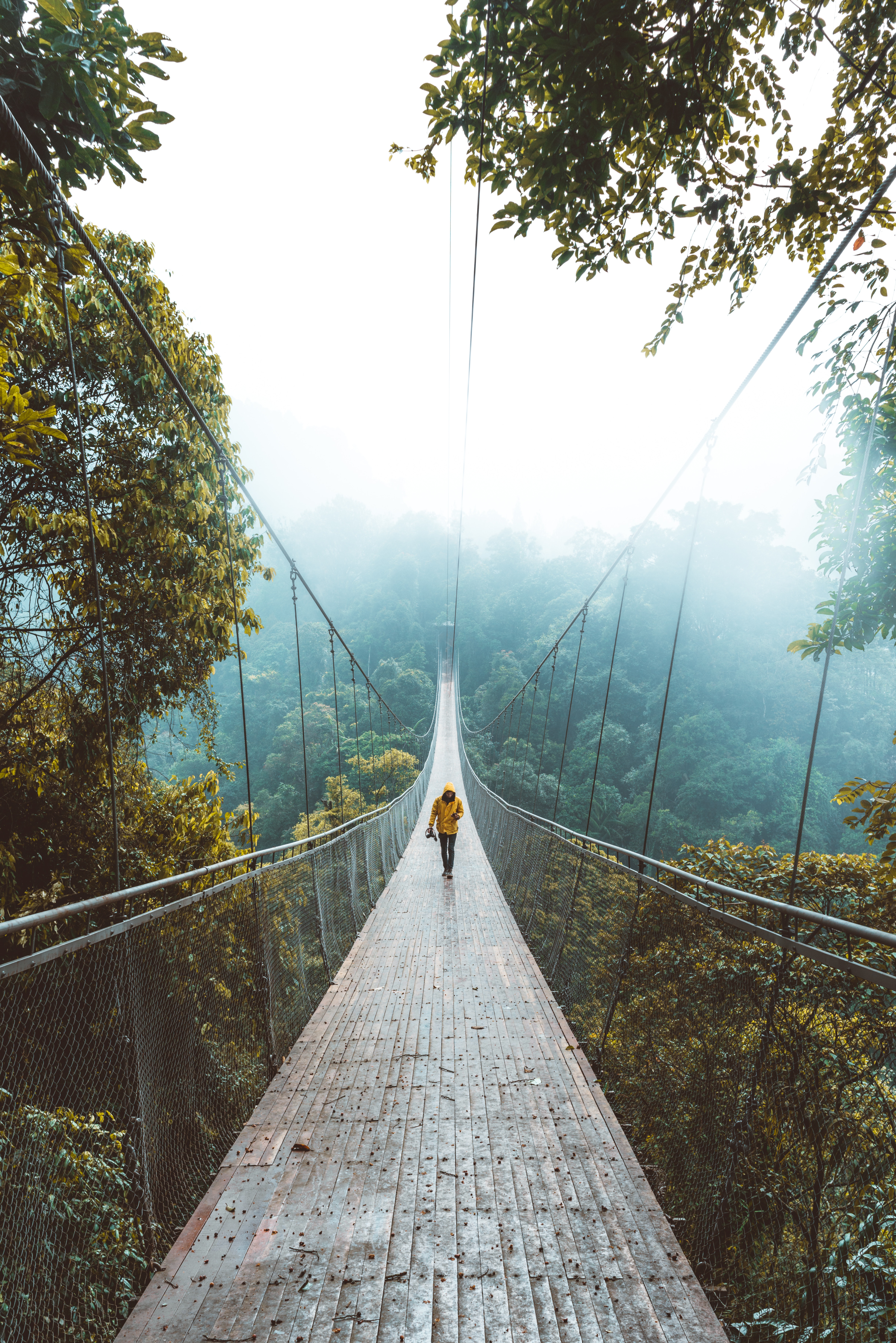 nature, forest, bridge, stroll, loneliness, suspension bridge