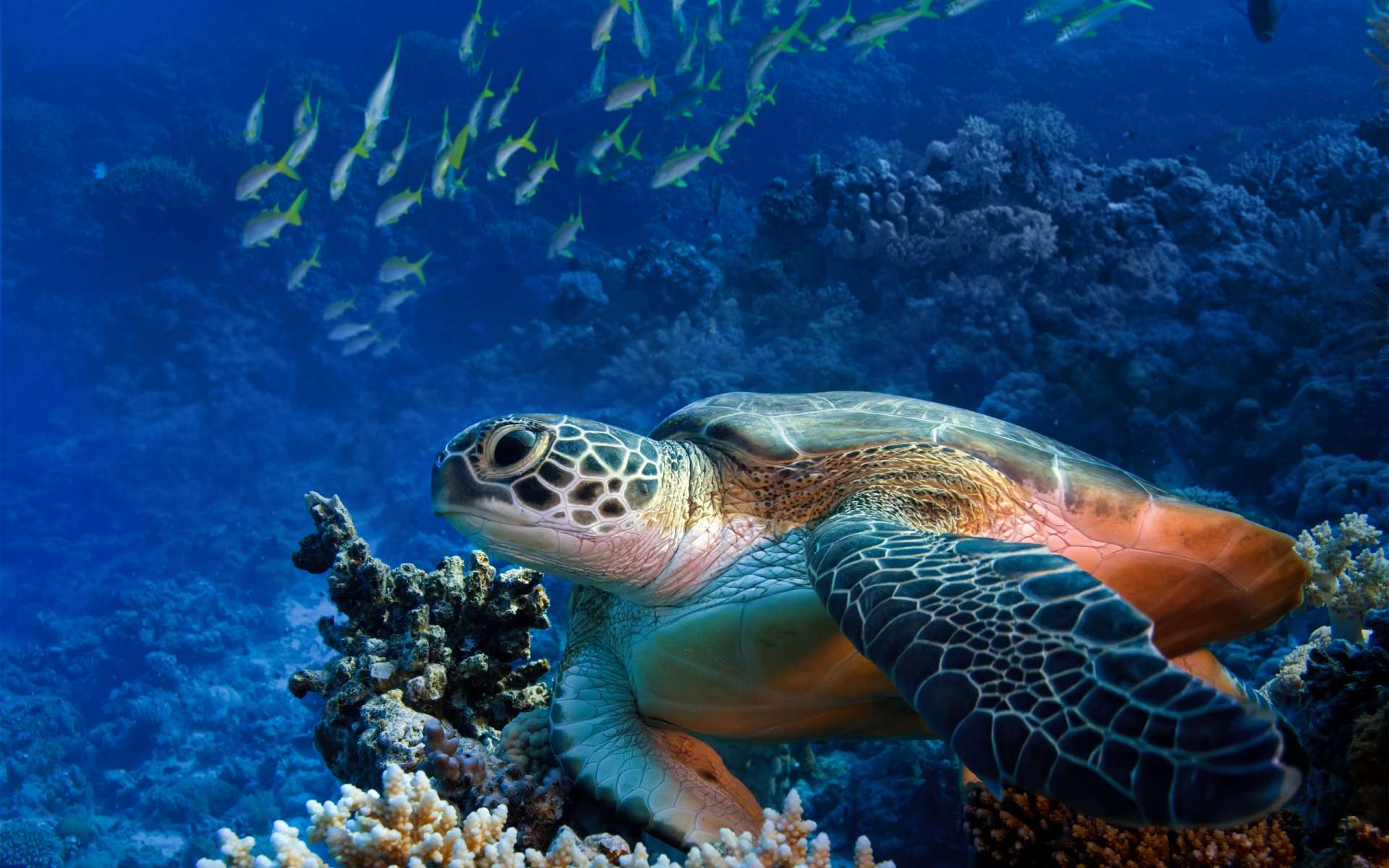 281650 baixar papel de parede animais, tartaruga marinha, tartarugas - protetores de tela e imagens gratuitamente