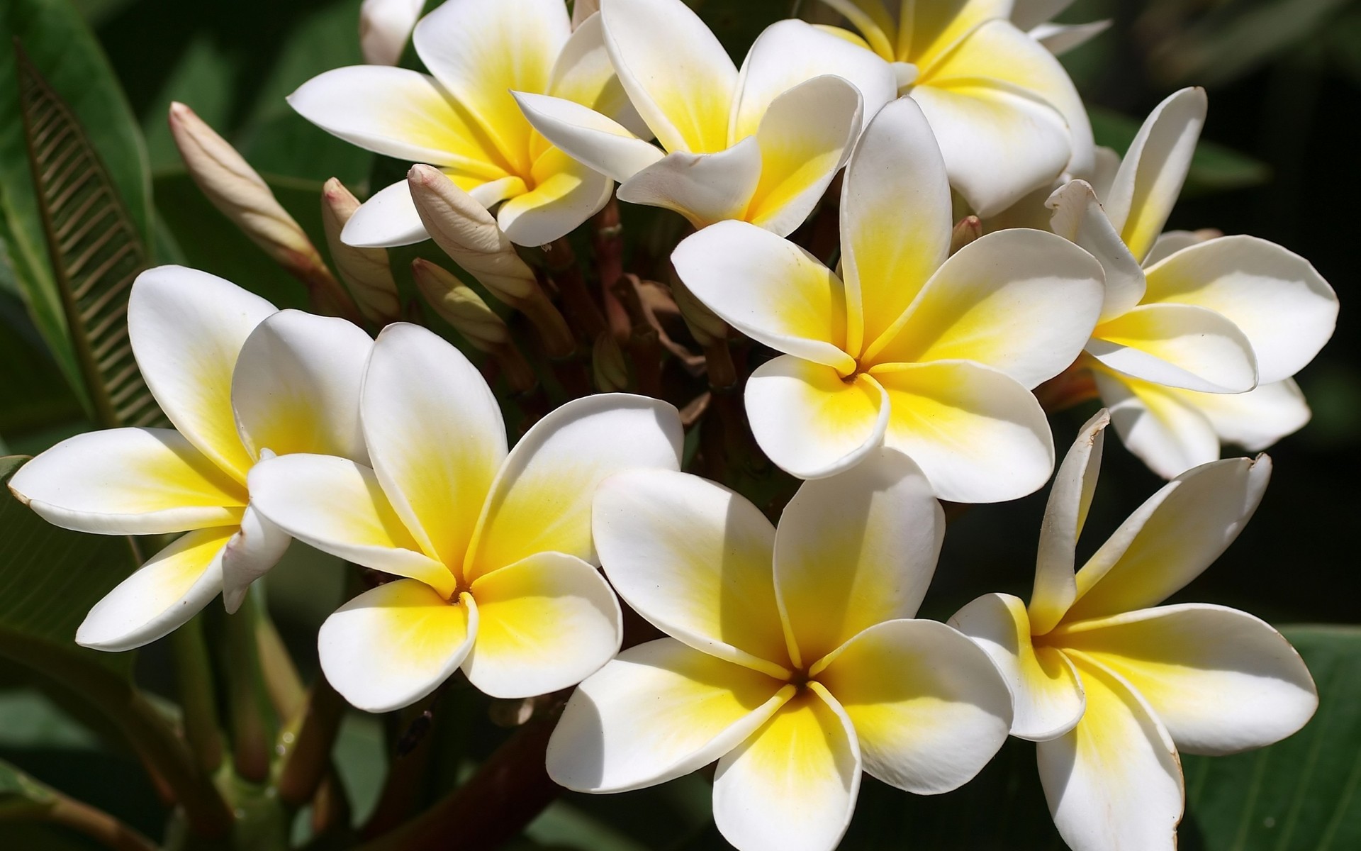 278003 descargar fondo de pantalla tierra/naturaleza, frangipani, flor, flores: protectores de pantalla e imágenes gratis