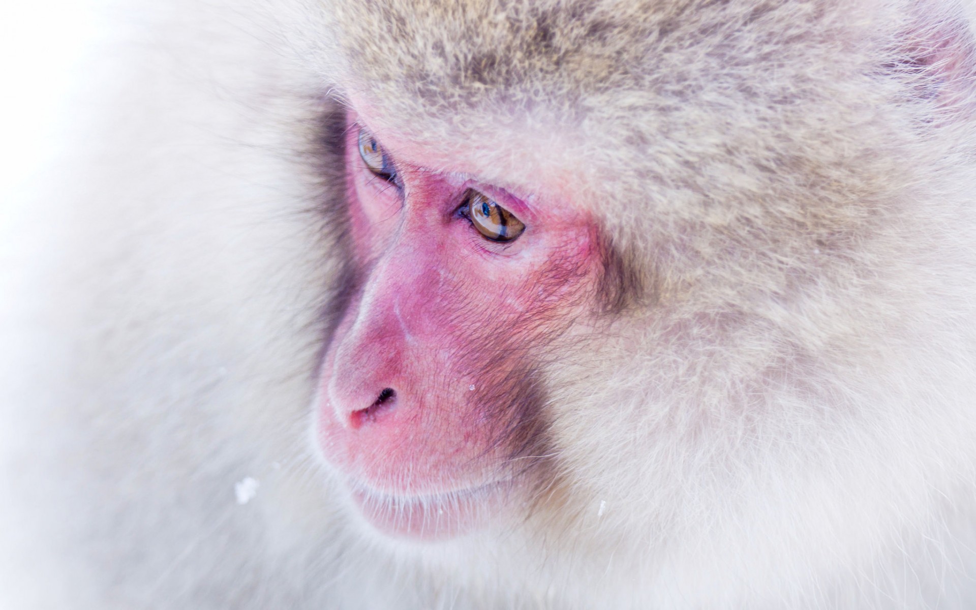 Téléchargez des papiers peints mobile Macaque Japonais, Singes, Animaux gratuitement.