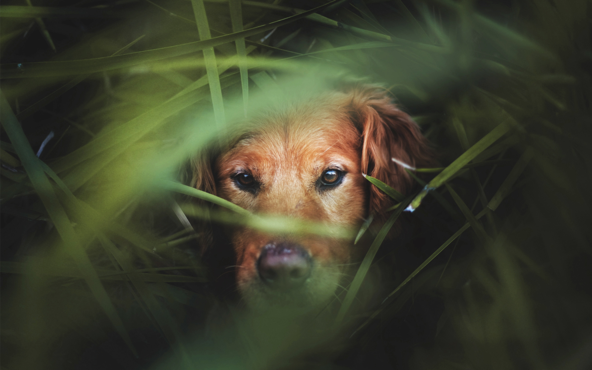 Baixe gratuitamente a imagem Animais, Cães, Cão na área de trabalho do seu PC