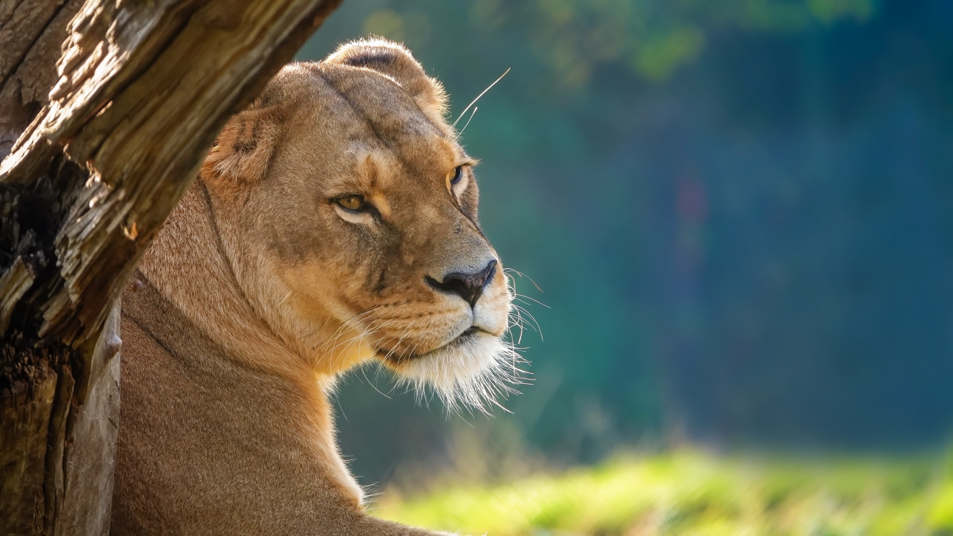 Laden Sie das Tiere, Katzen, Löwe-Bild kostenlos auf Ihren PC-Desktop herunter