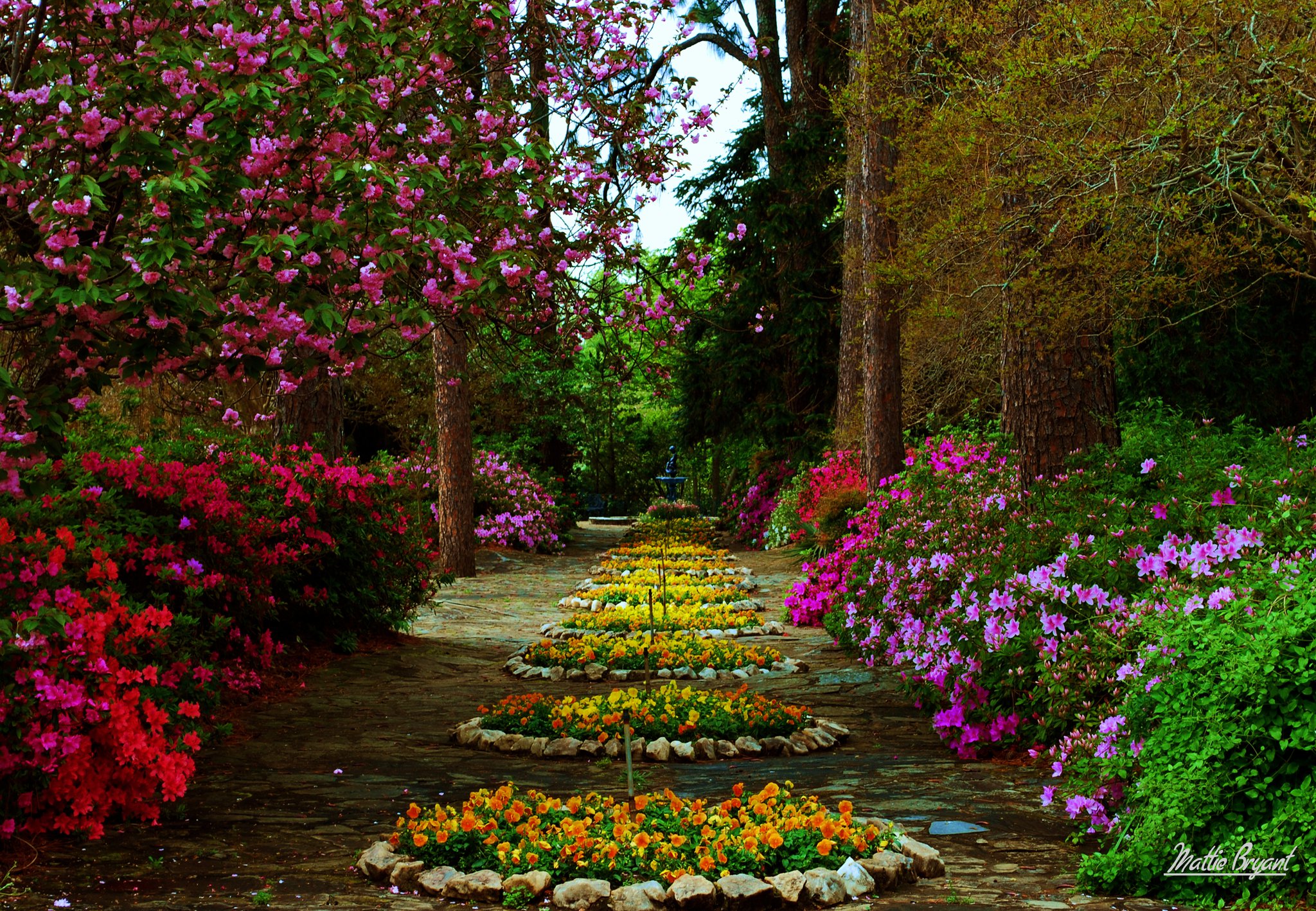 無料モバイル壁紙花, 森, 公園, 黄色い花, 赤い花, マンメイド, ピンクの花, 紫色の花をダウンロードします。