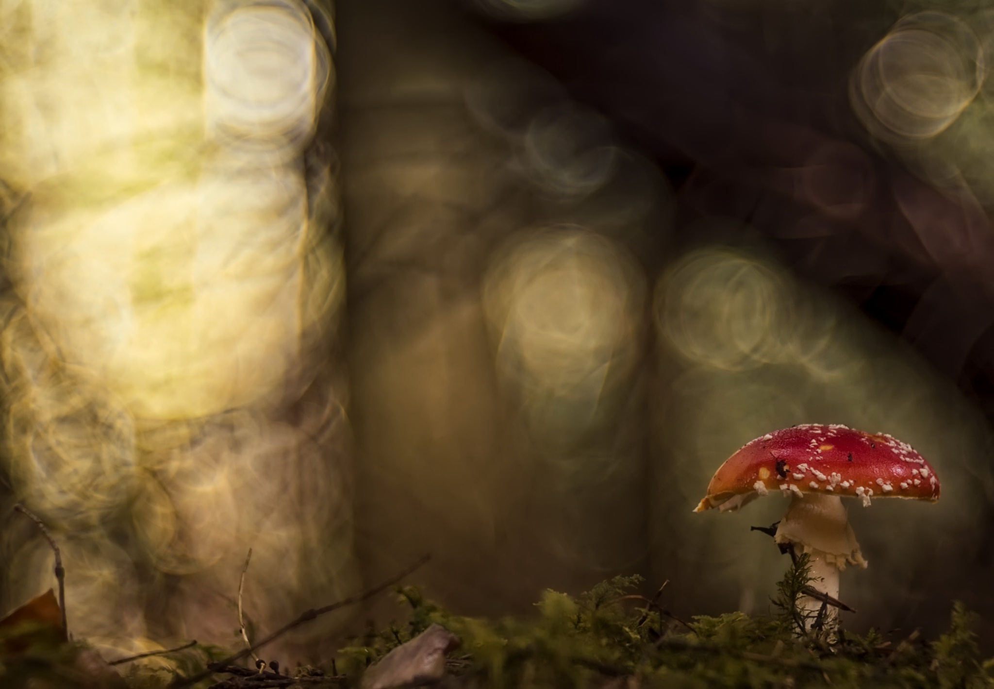 Free download wallpaper Nature, Fall, Earth, Mushroom, Bokeh on your PC desktop