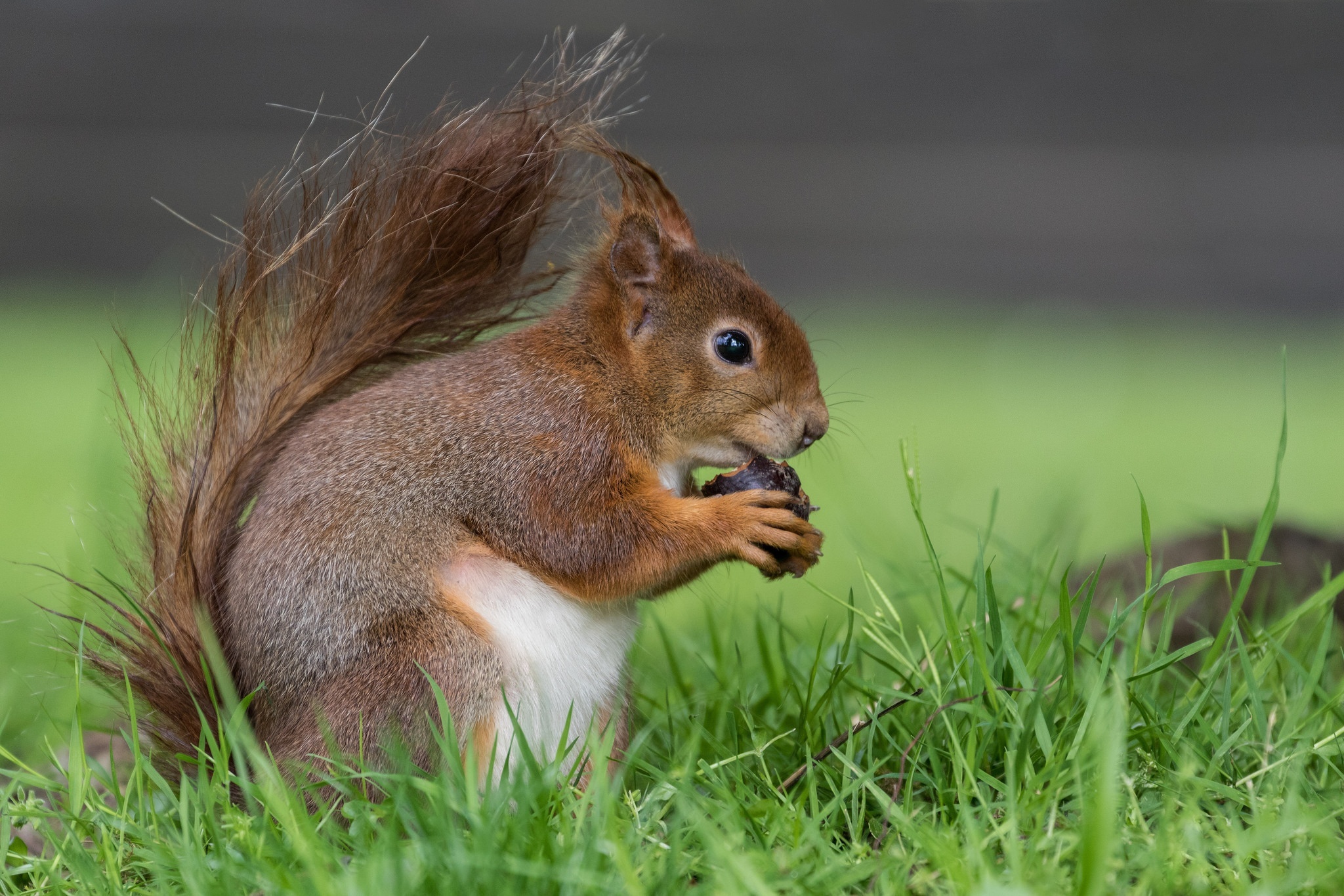 Download mobile wallpaper Squirrel, Close Up, Animal, Rodent for free.