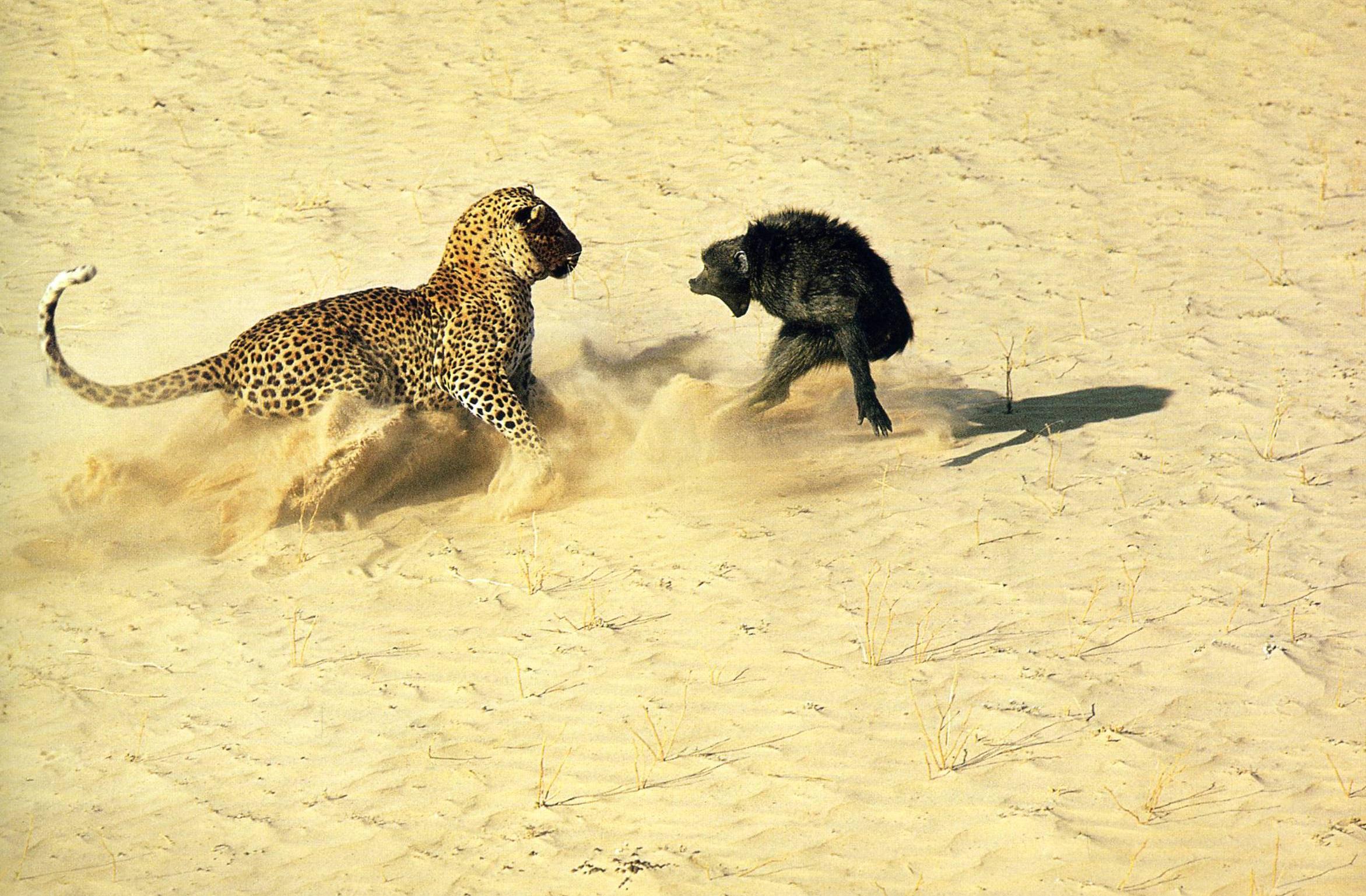 Free download wallpaper Cats, Leopard, Animal on your PC desktop