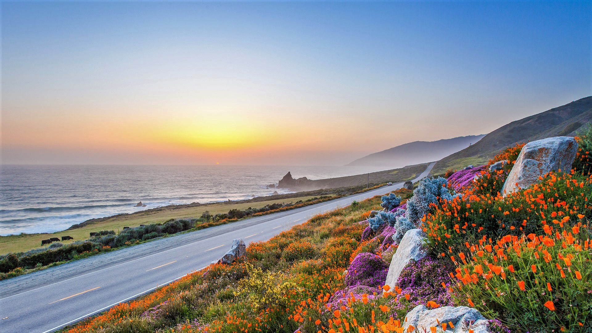 man made, road, big sur, california, coast, flower, horizon