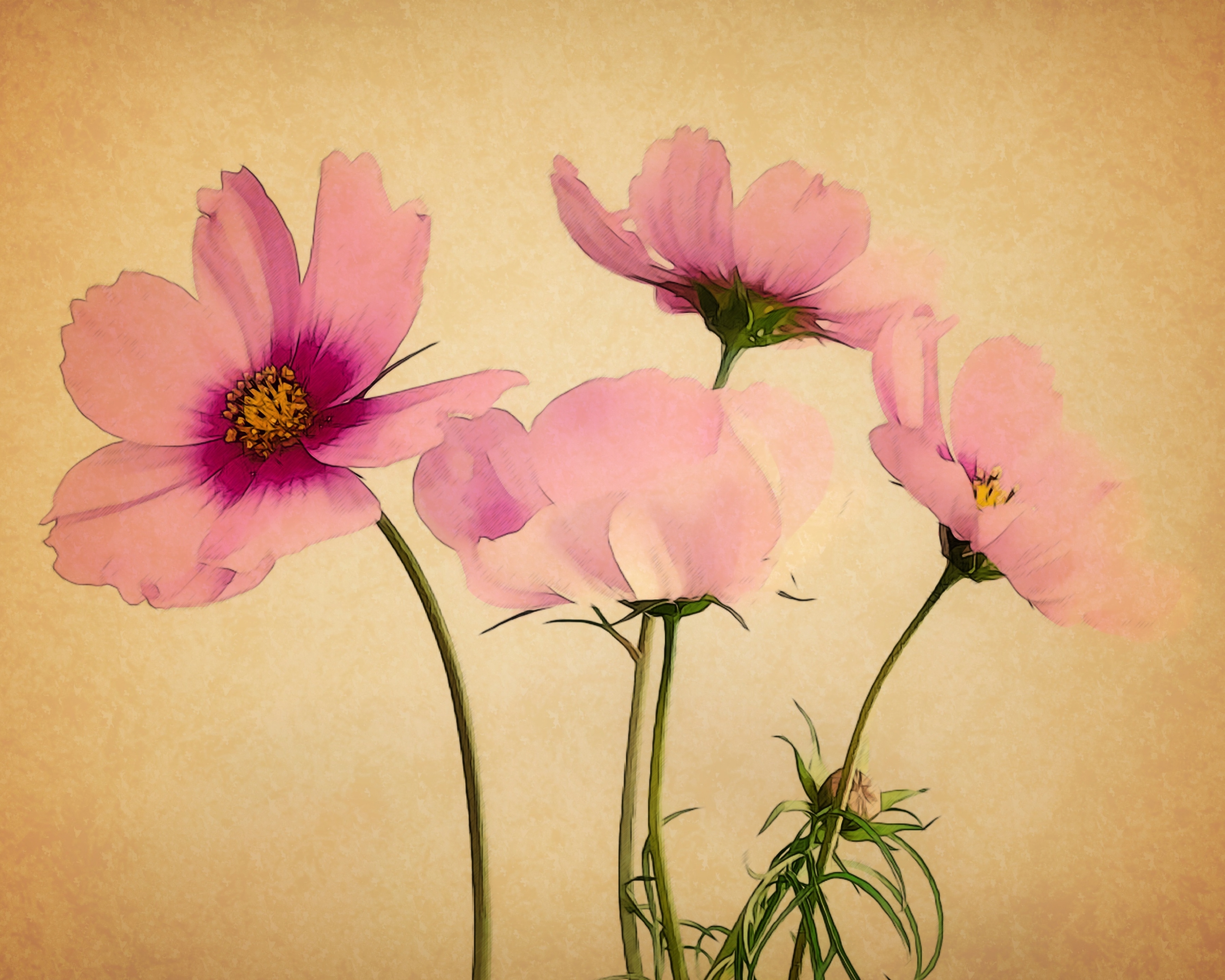 Free download wallpaper Flowers, Flower, Painting, Artistic, Cosmos, Pink Flower on your PC desktop