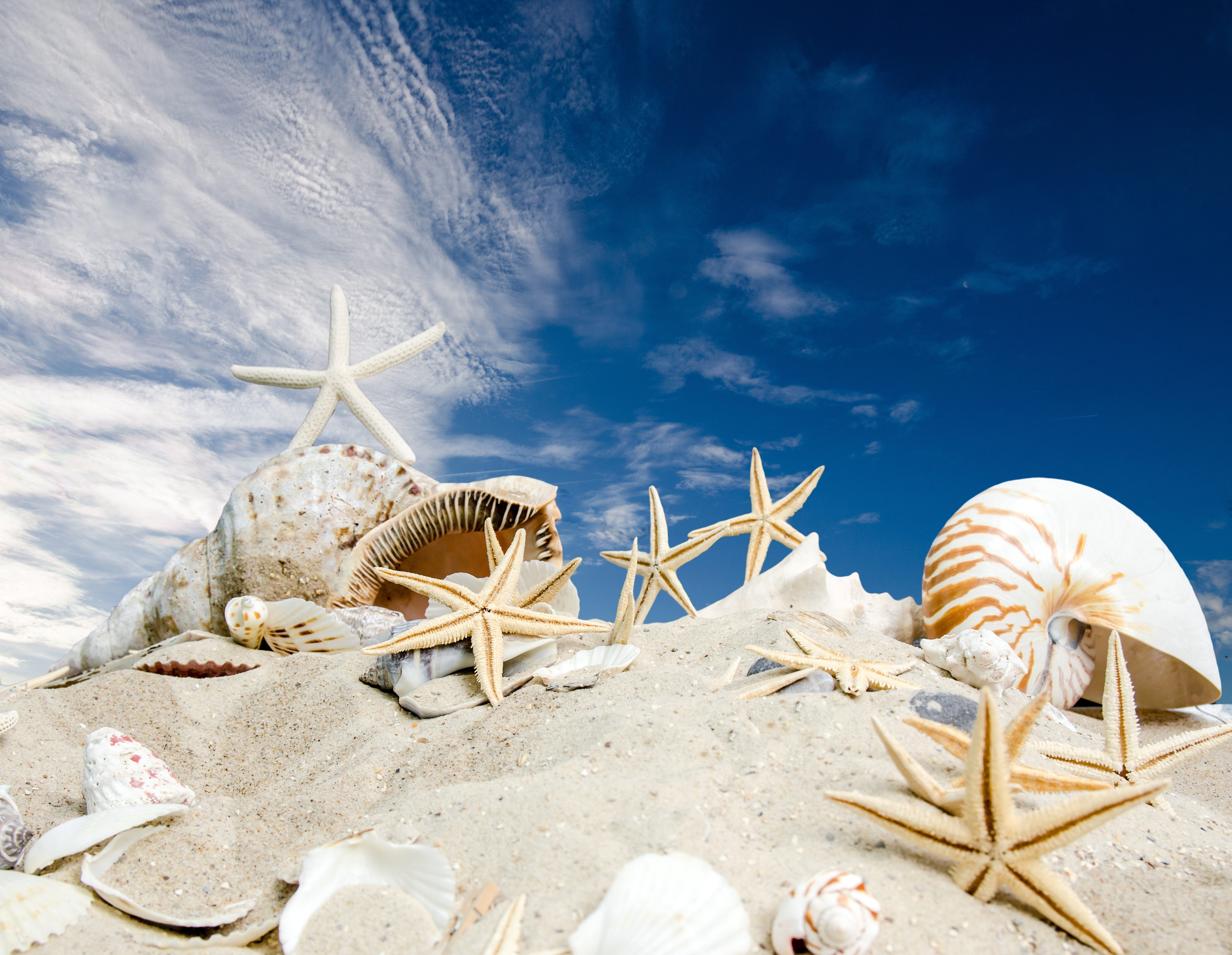 Free download wallpaper Sand, Summer, Starfish, Earth, Shell on your PC desktop